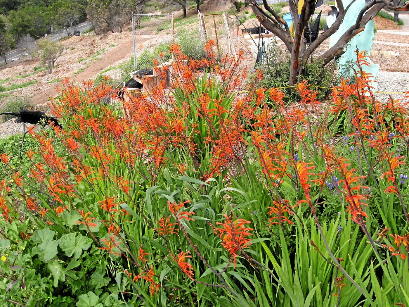Weedy Chasmanthe at Gane house site post fire