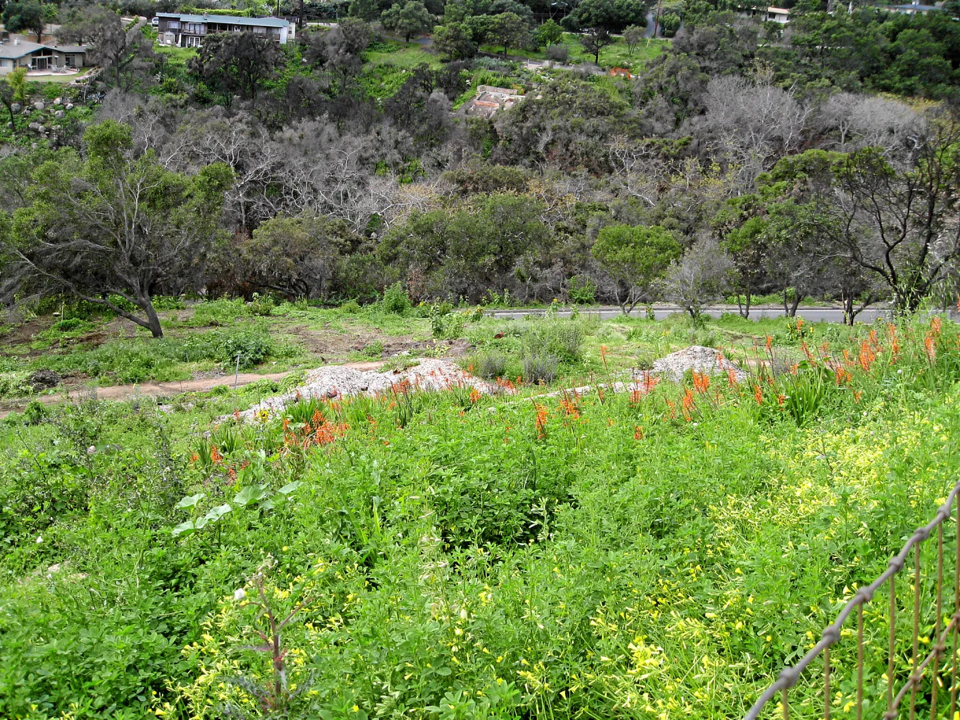 Looking west from Gane house site to site of burned directors house