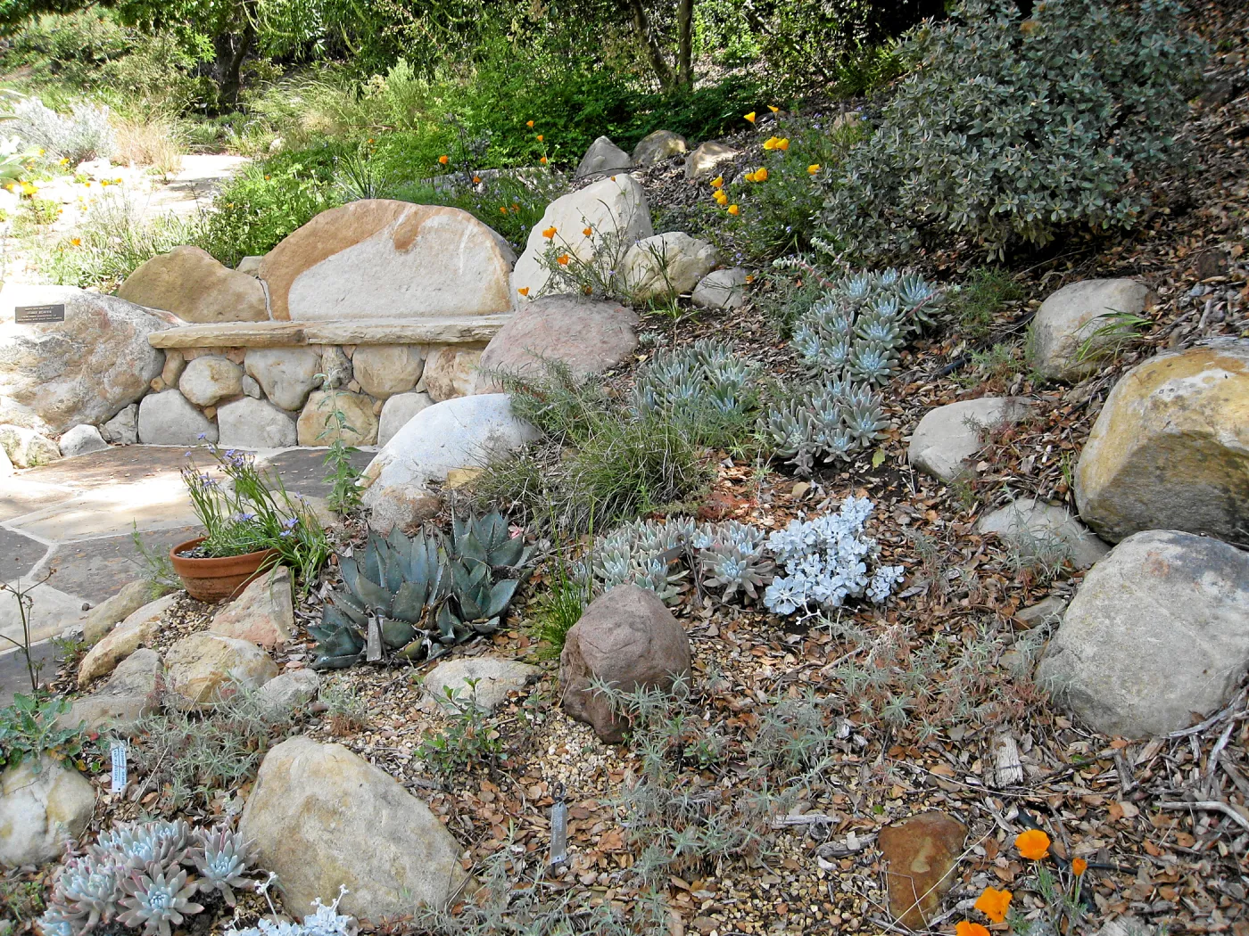 Beaver Bench below Dudleya Display