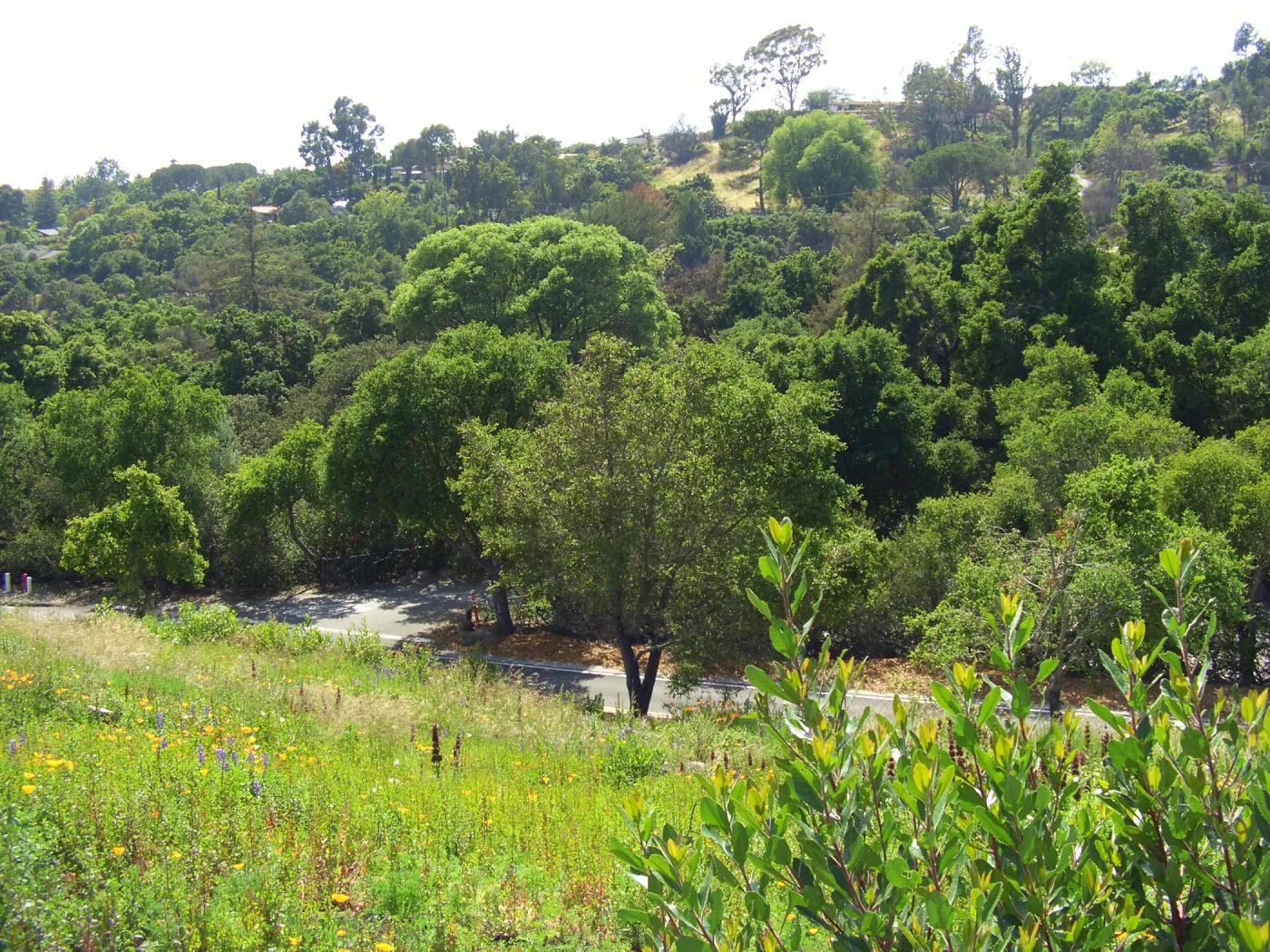 One year after Jesusita Fire - Cypress Section