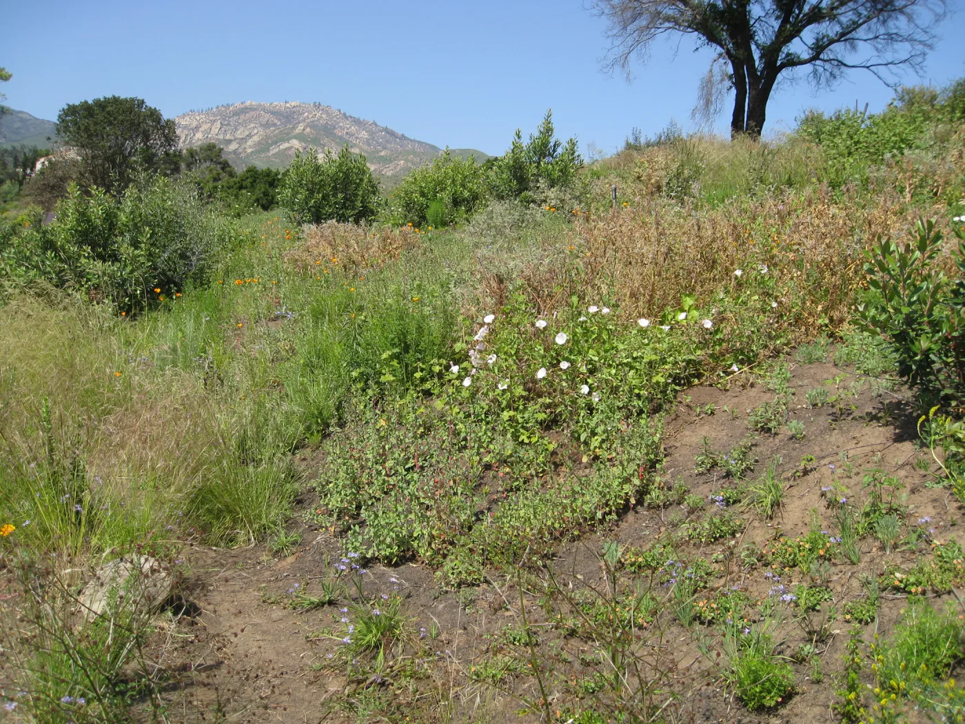 One year after Jesusita Fire - Cypress Section. Nassella lepida