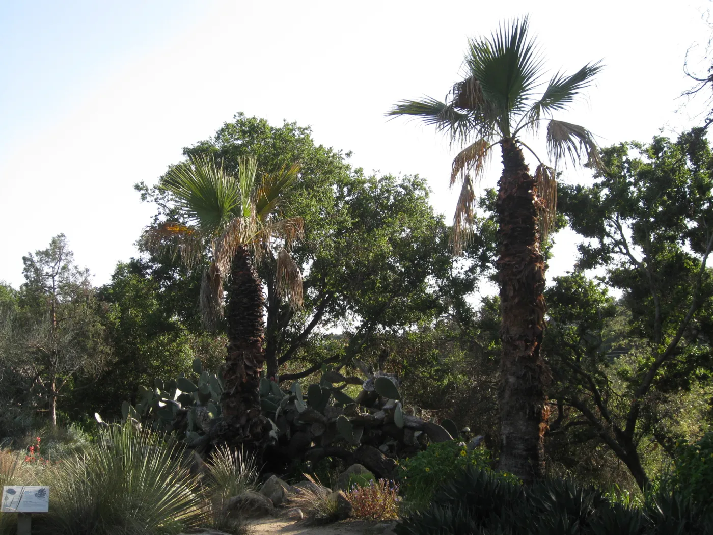 Desert Section one year after Jesusita Fire