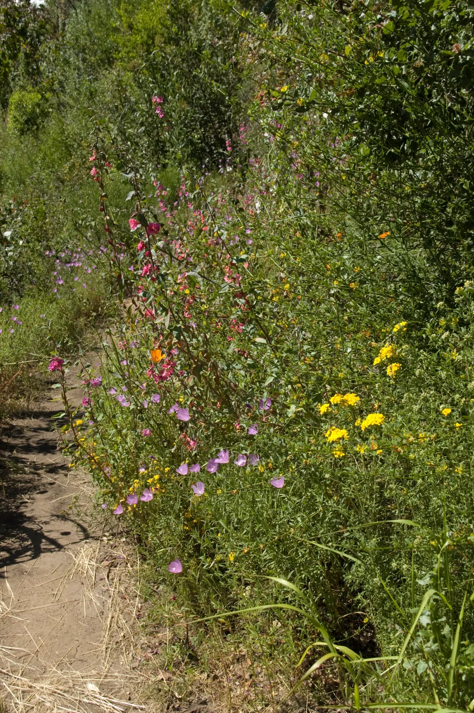 wildflowers on the Pritchett Trail, SBBG 2 years after the Jesusita Fire