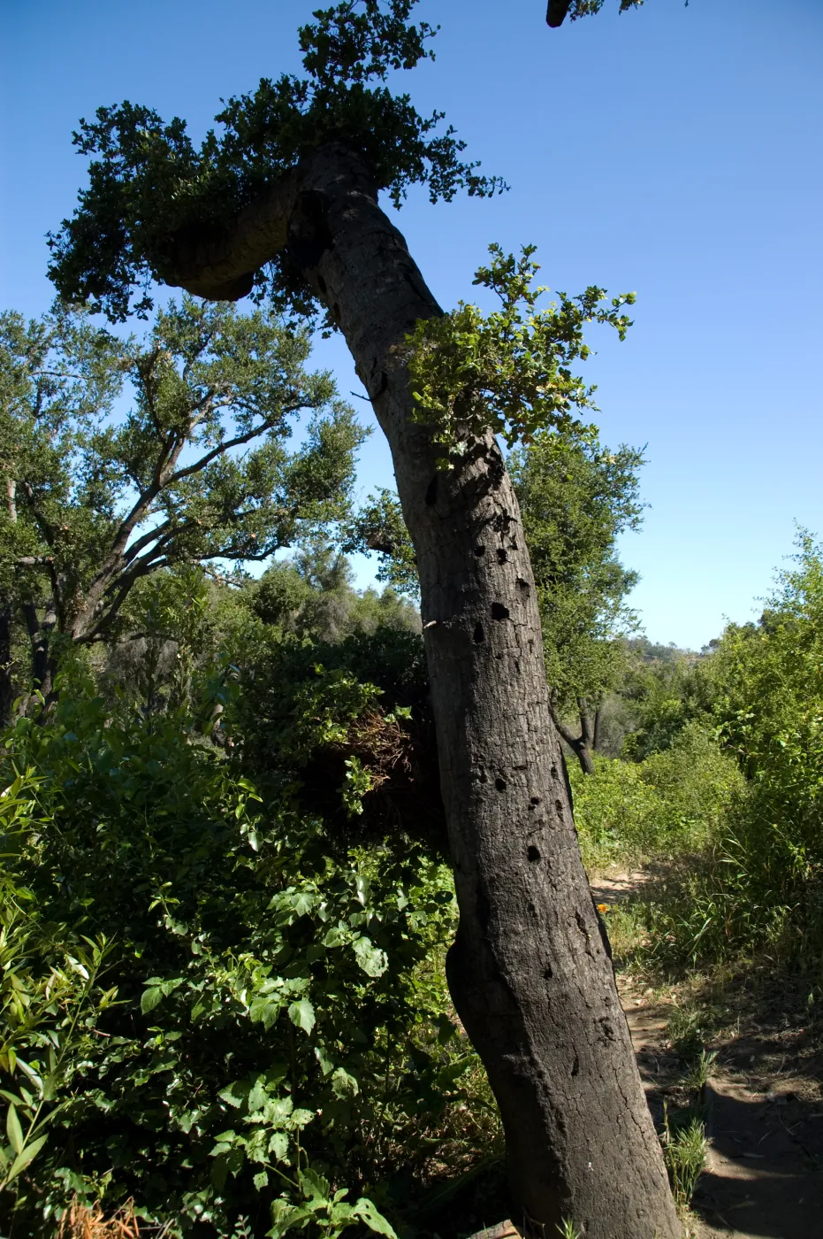 oak tree sprouting from burned trunk on the Pritchett Trail, SBBG 2 years after the Jesusita Fire