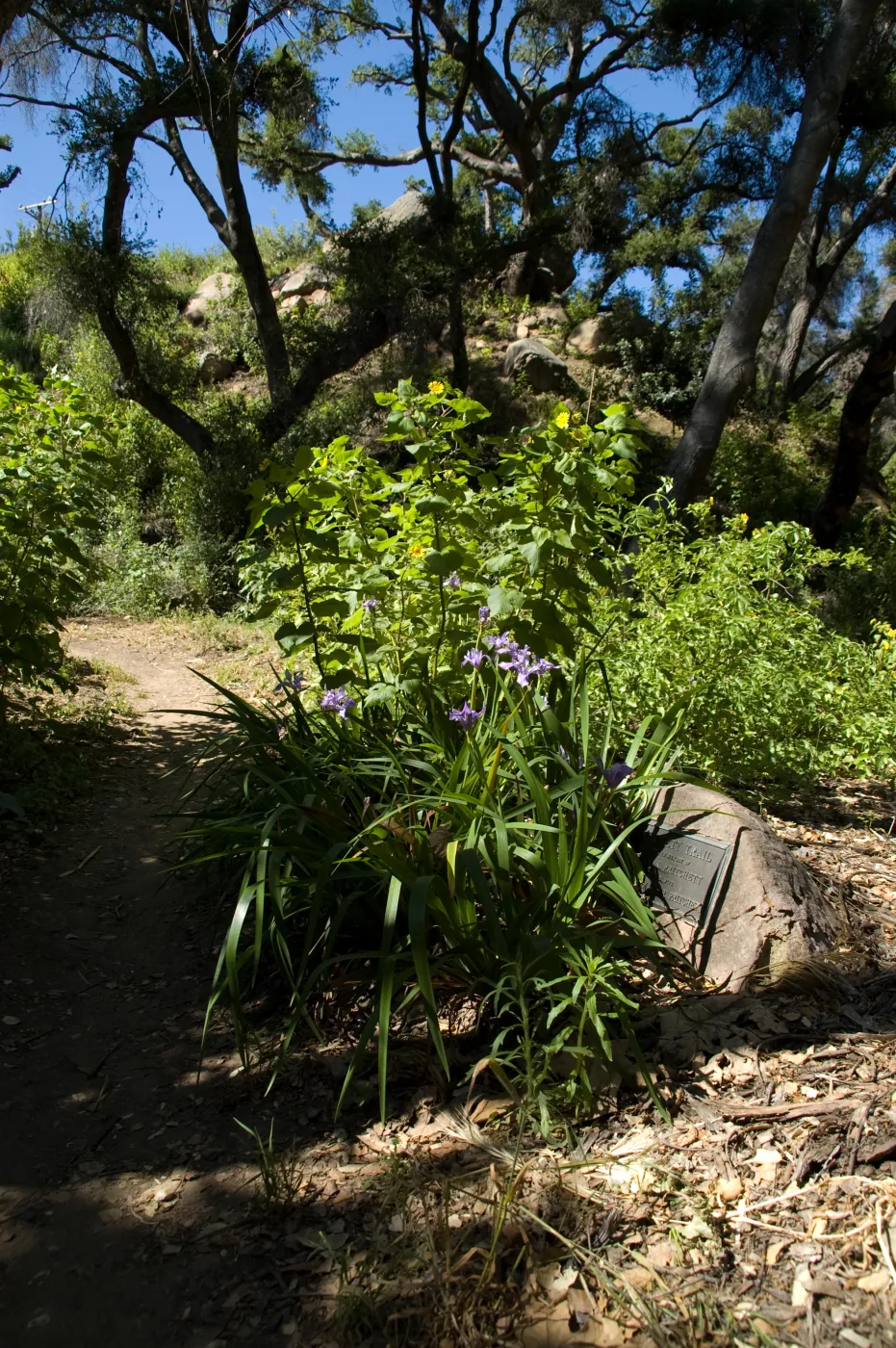 Iris and Canyon sunflower blooming in the canyon at the base of the lower Pritchett Trail entrance, SBBG 2 years after the Jesusita Fire