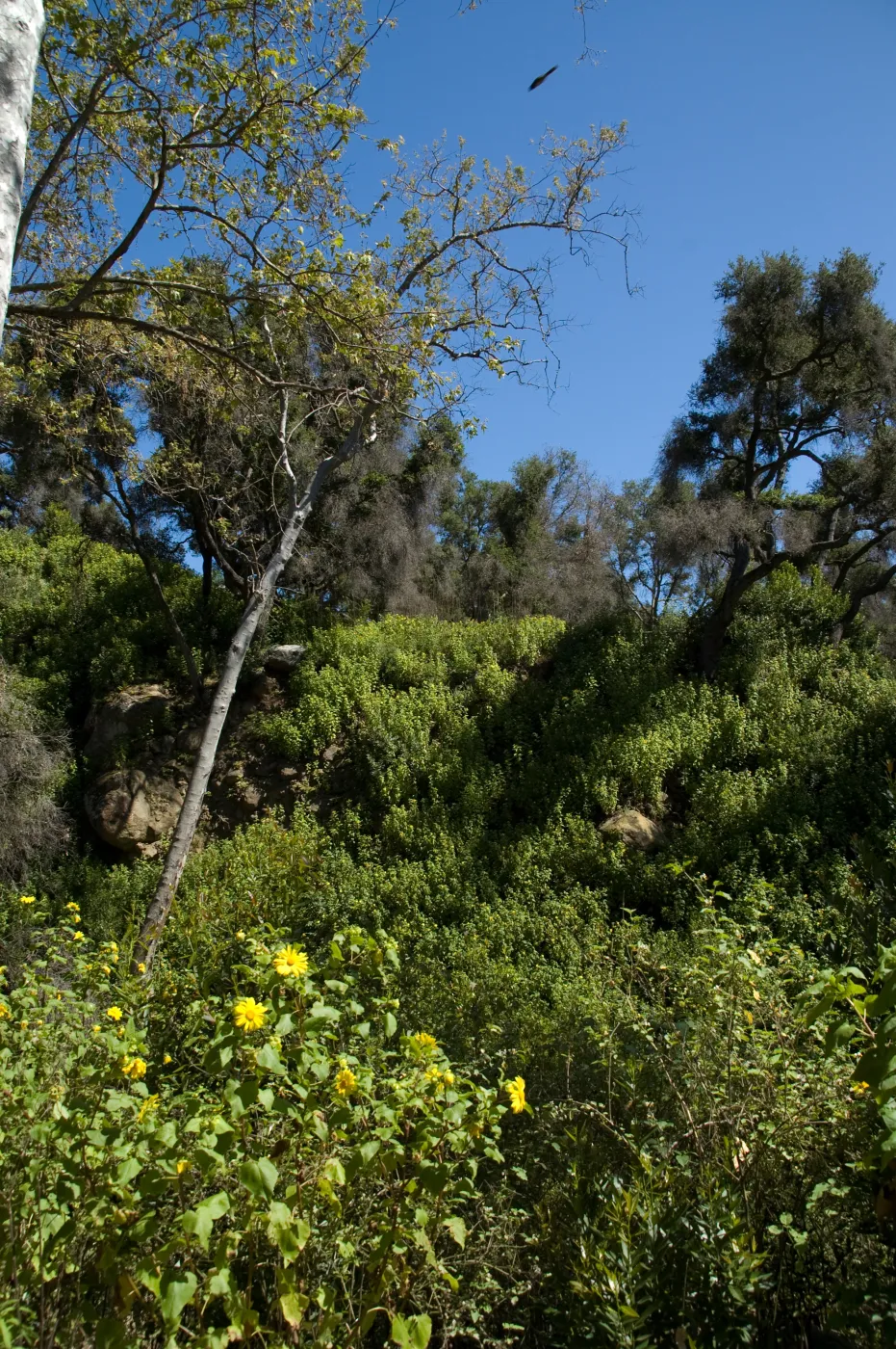 view from the Canyon Trail up to the Picnic Area on the Campbell Trail, SBBG 2 years after the Jesusita Fire