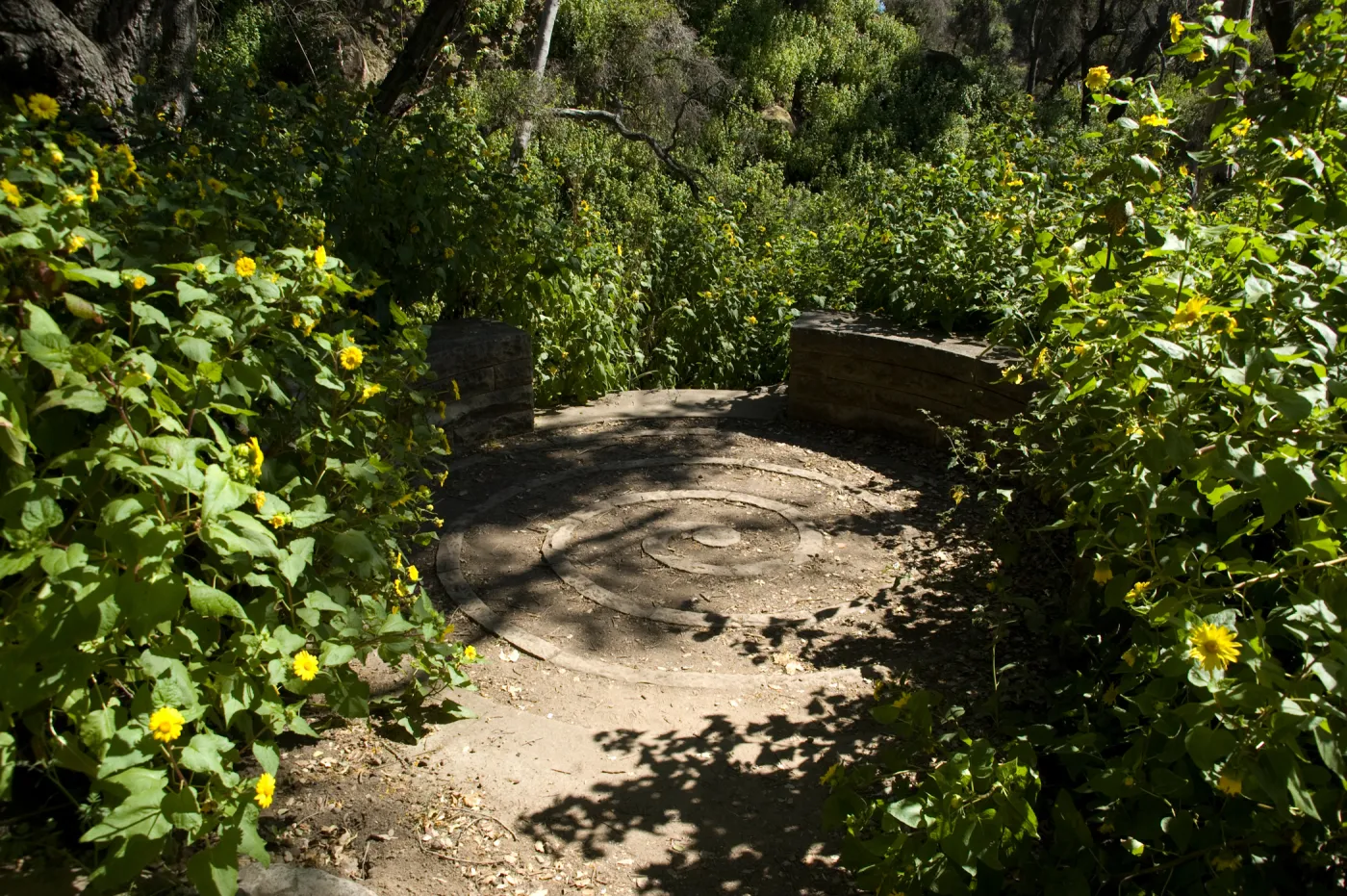 Canyon sunflower surrounds the spiral bench in the canyon, SBBG 2 years after the Jesusita Fire