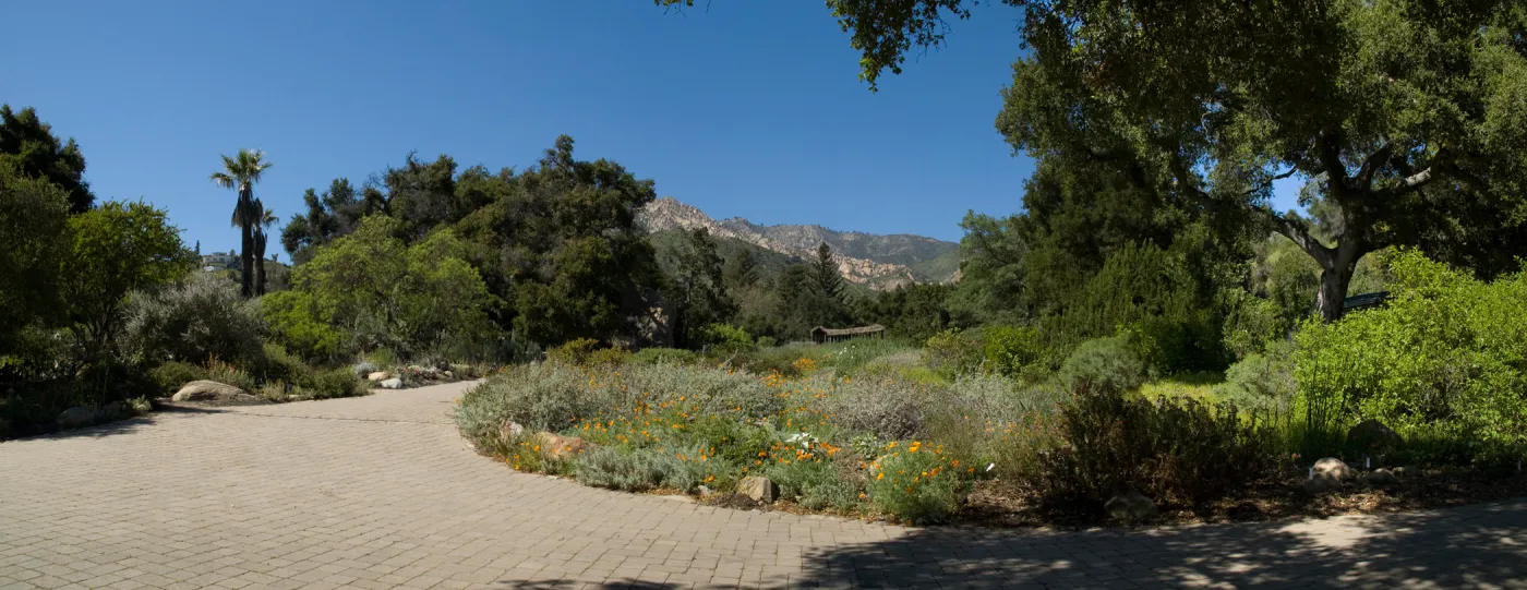 Meadow and mountain view from the Entrance oak, SBBG 2 years after the Jesusita Fire