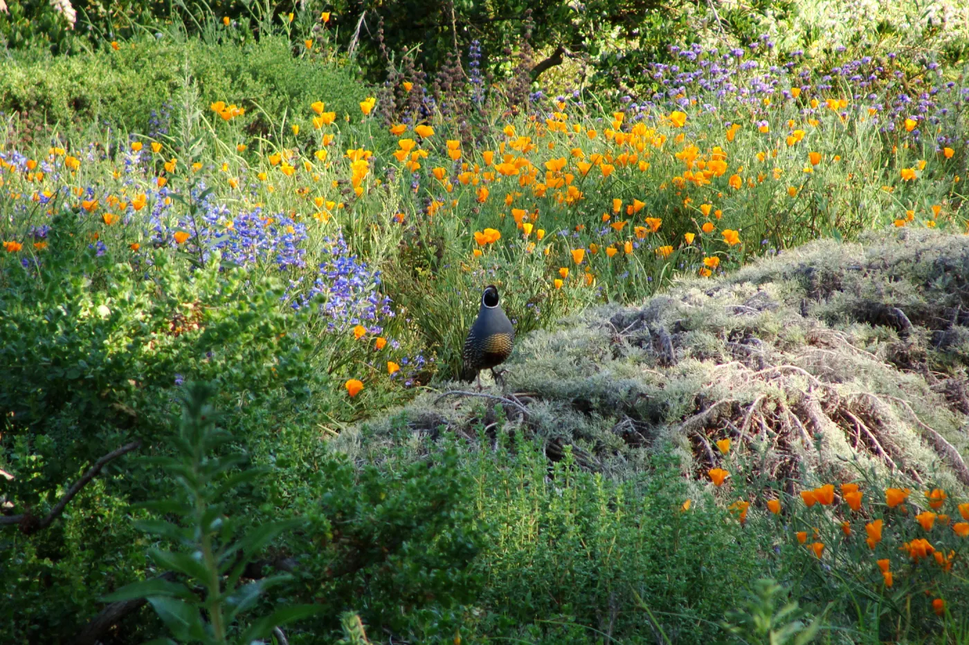 California quail perched on top of Artemisia Canyon Gray, wildflowers, Ground Cover Display garden in the lower Meadow, SBBG 2 years after the Jesusita Fire