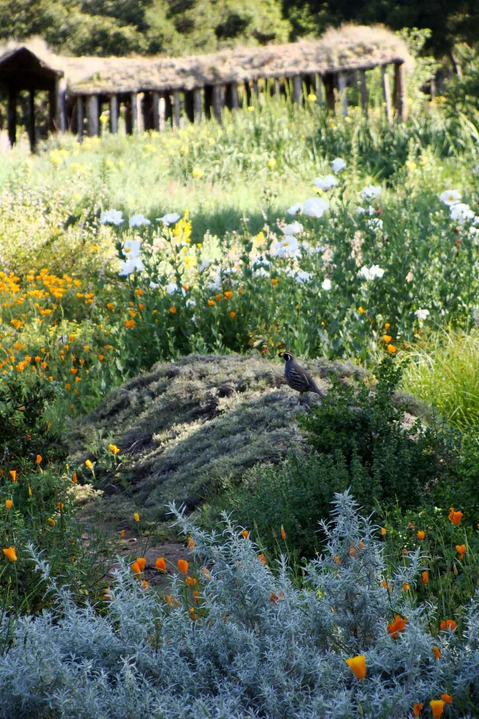 California quail perched on top of Artemisia Canyon Gray, Ground Cover Display garden in the lower Meadow, SBBG 2 years after the Jesusita Fire, Herb Parker exhibit