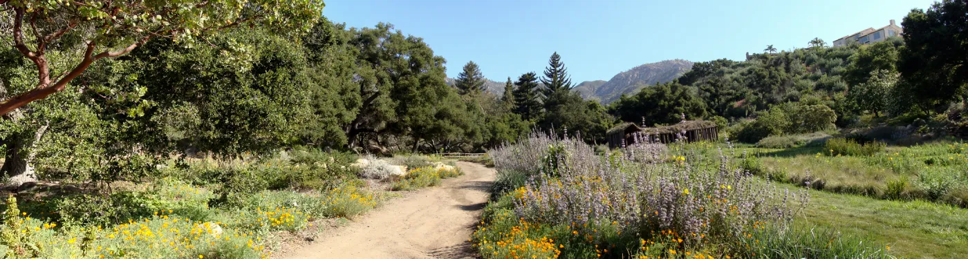 Meadow and Meadow Terrace panorama, SBBG 2 years after the Jesusita Fire, Herb Parker exhibit