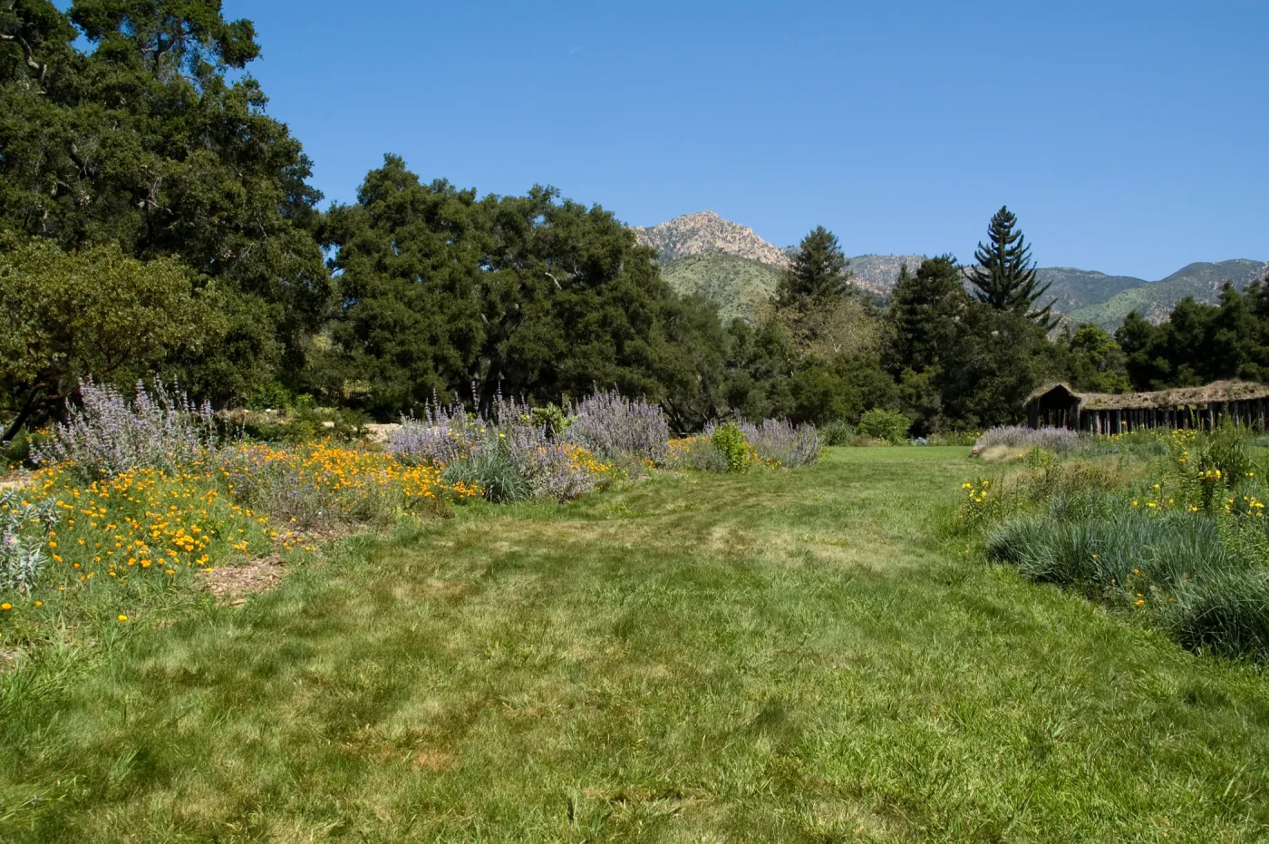 the Meadow lawn, views of the Meadow Terrace, under the Meadow Oaks, SBBG 2 years after the Jesusita Fire, Herb Parker exhibit, view to La Cumbre Peak and Cathedral Peak