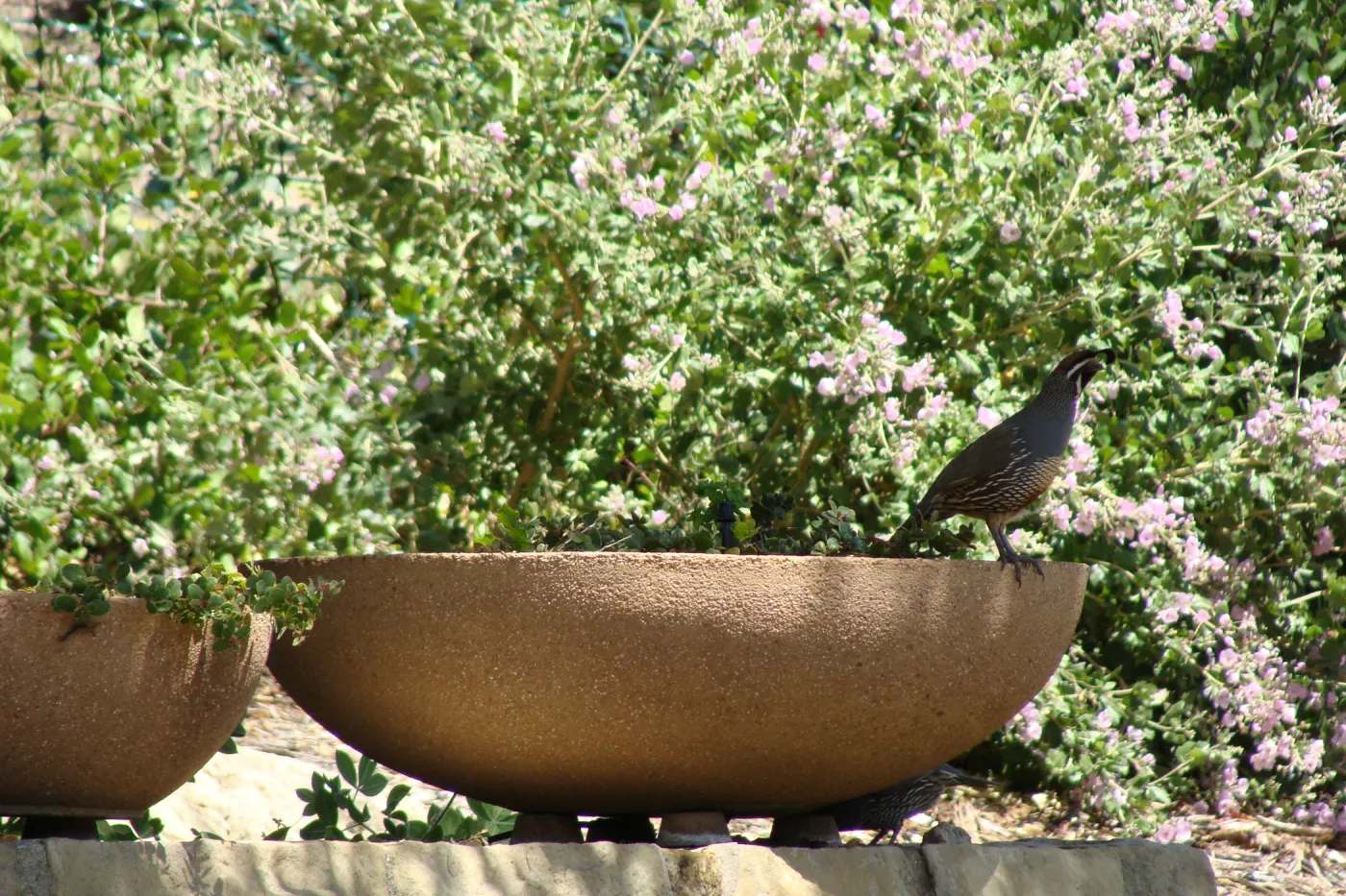 California quail in the Conservation display garden, SBBG 2 years after the Jesusita Fire