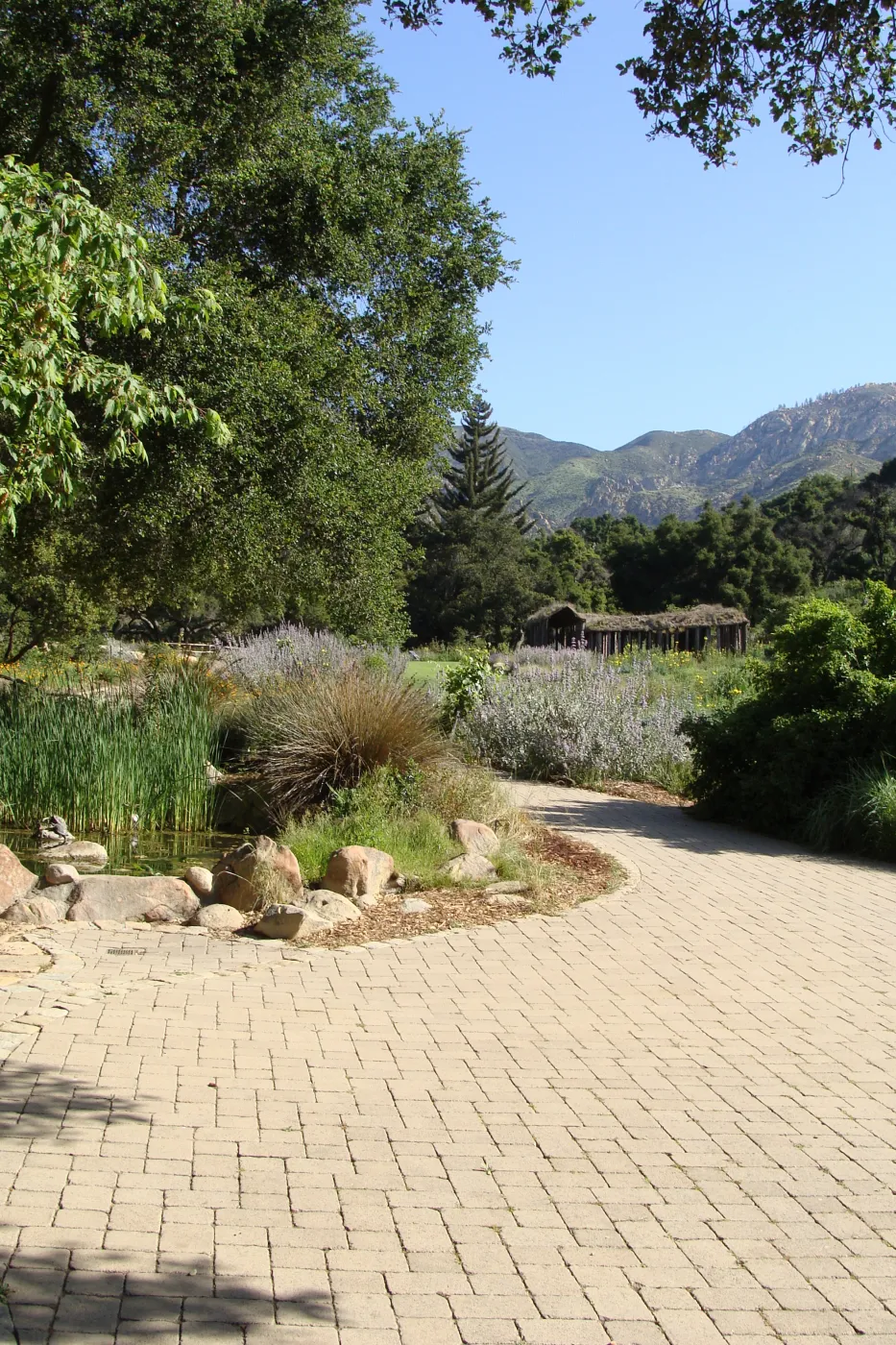 Meadow and mountain view from the Blaksley Boulder, Meadow pond, Herb Parker sculpture, SBBG 2 years after the Jesusita Fire