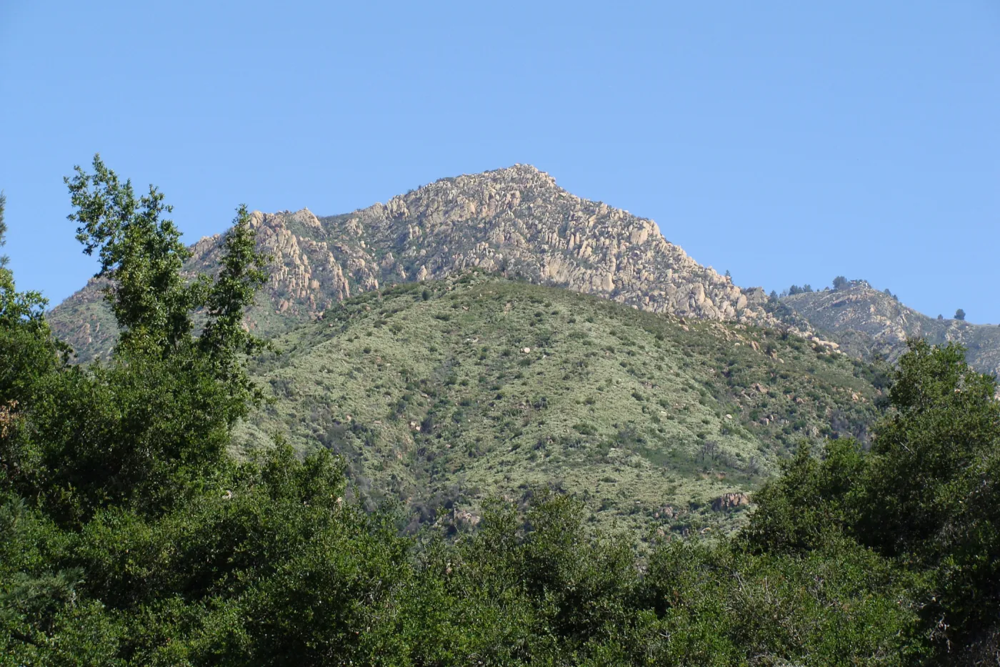 lush green chaparral growth on Cathedral Peak, La Cumbre Peak view from SBBG 2 years after the Jesusita Fire
