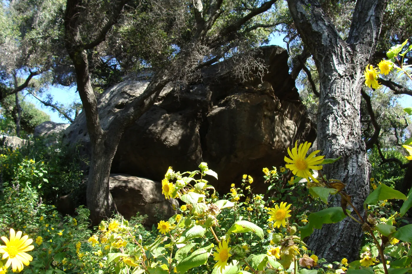 Canyon sunflower (Venegasia carpesioides) along the Canyon Trail, SBBG 2 years after the Jesusita Fire