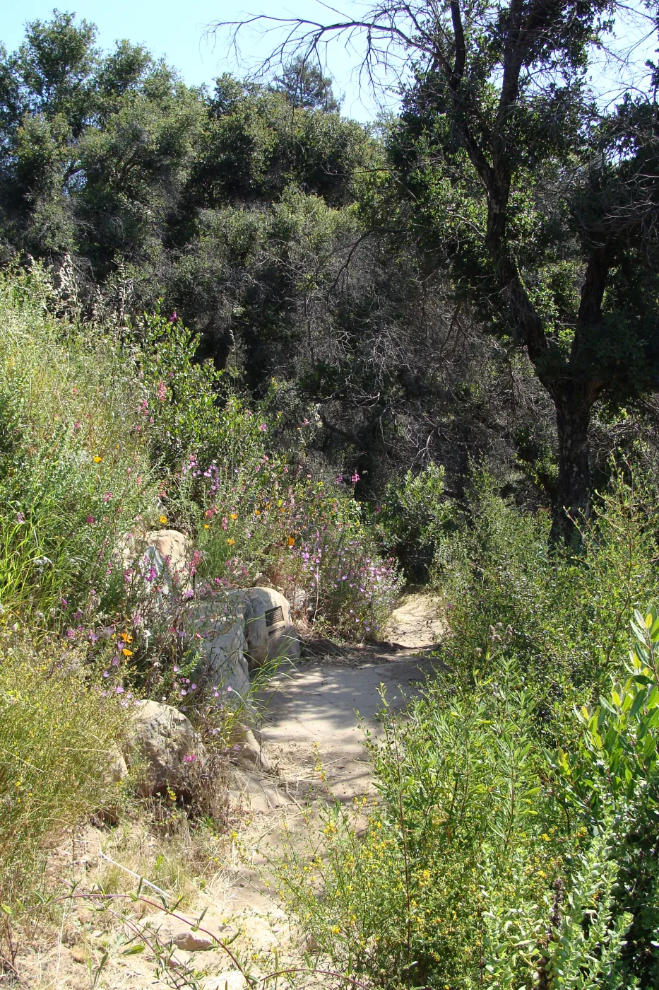 new stone bench on the Pritchett Trail, SBBG 2 years after the Jesusita Fire