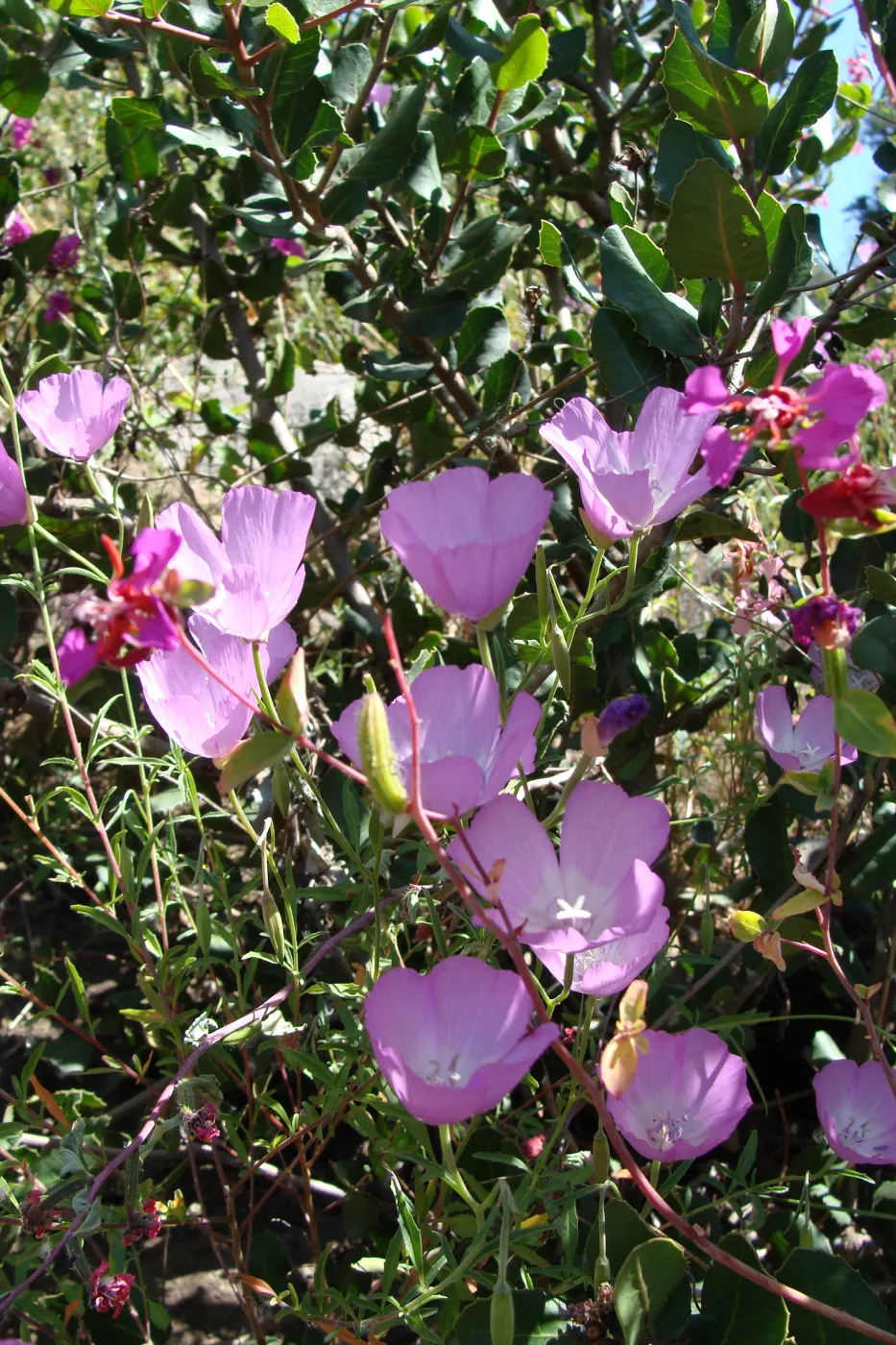wildflowers on the Pritchett Trail, SBBG 2 years after the Jesusita Fire