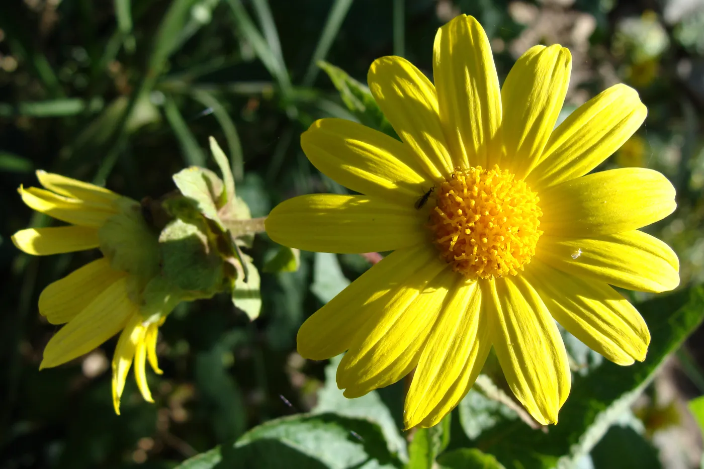 Canyon sunflower (Venegasia carpesioides) on the Pritchett Trail, SBBG 2 years after the Jesusita Fire