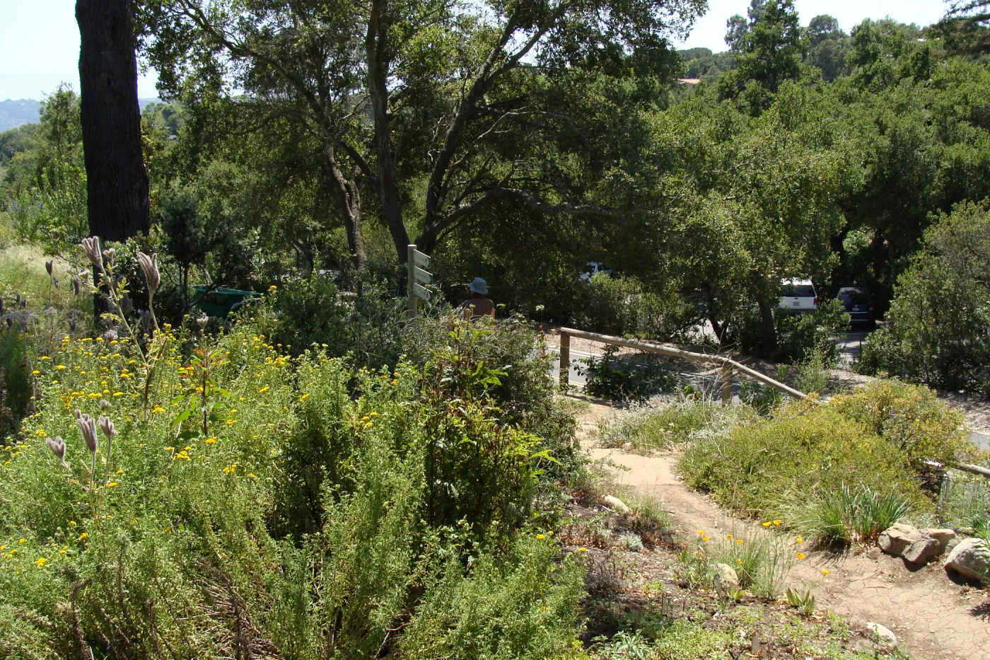 entrance to the Porter Trail loop, SBBG 2 years after the Jesusita Fire