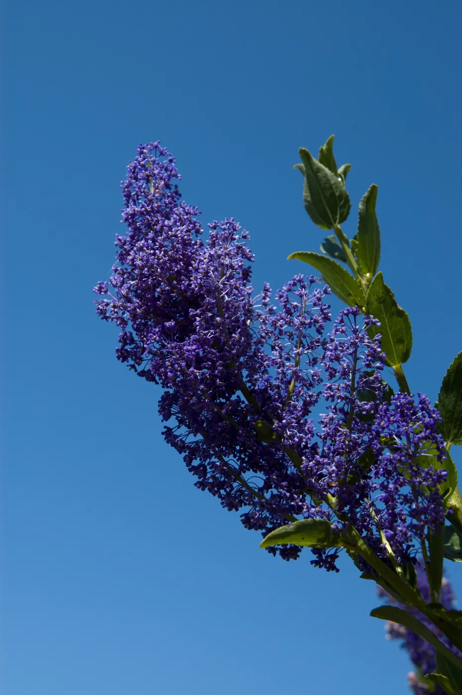 Ceanothus cyaneus volunteer on the Porter Trail, SBBG 2 years after the Jesusita Fire