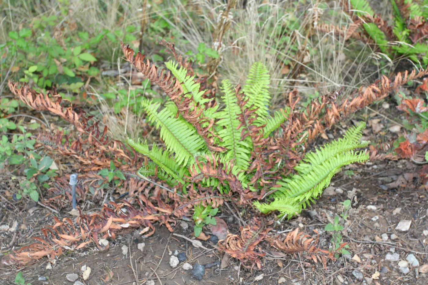 new green and brown fire singed fronds on fern, SBBG Fire Walk in the Garden, one month after Jesusita Fire