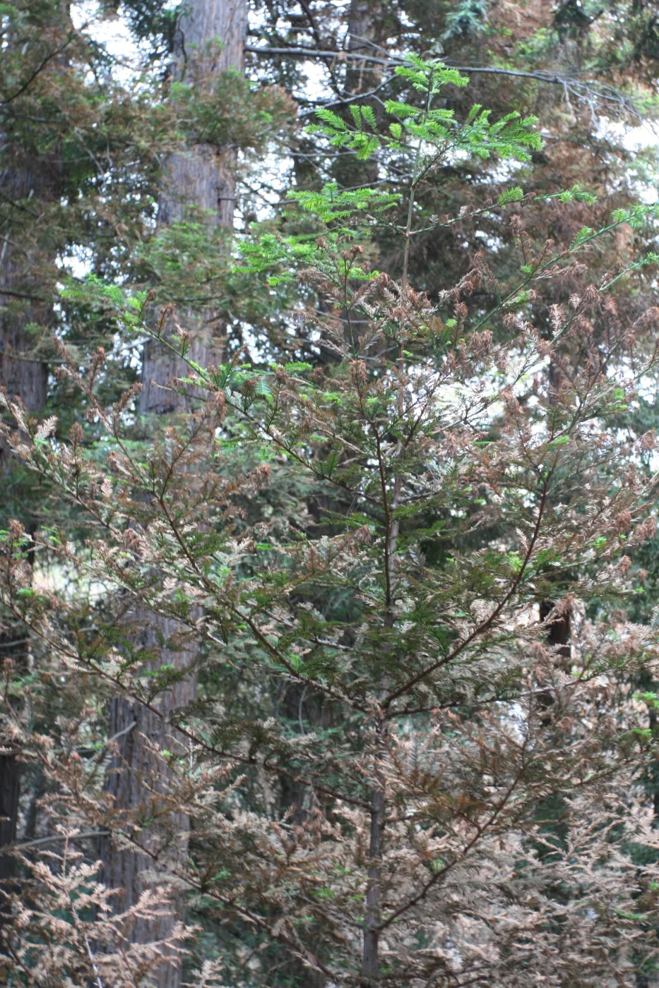 SBBG Fire Walk in the Garden, one month after Jesusita Fire, singed redwood foliage