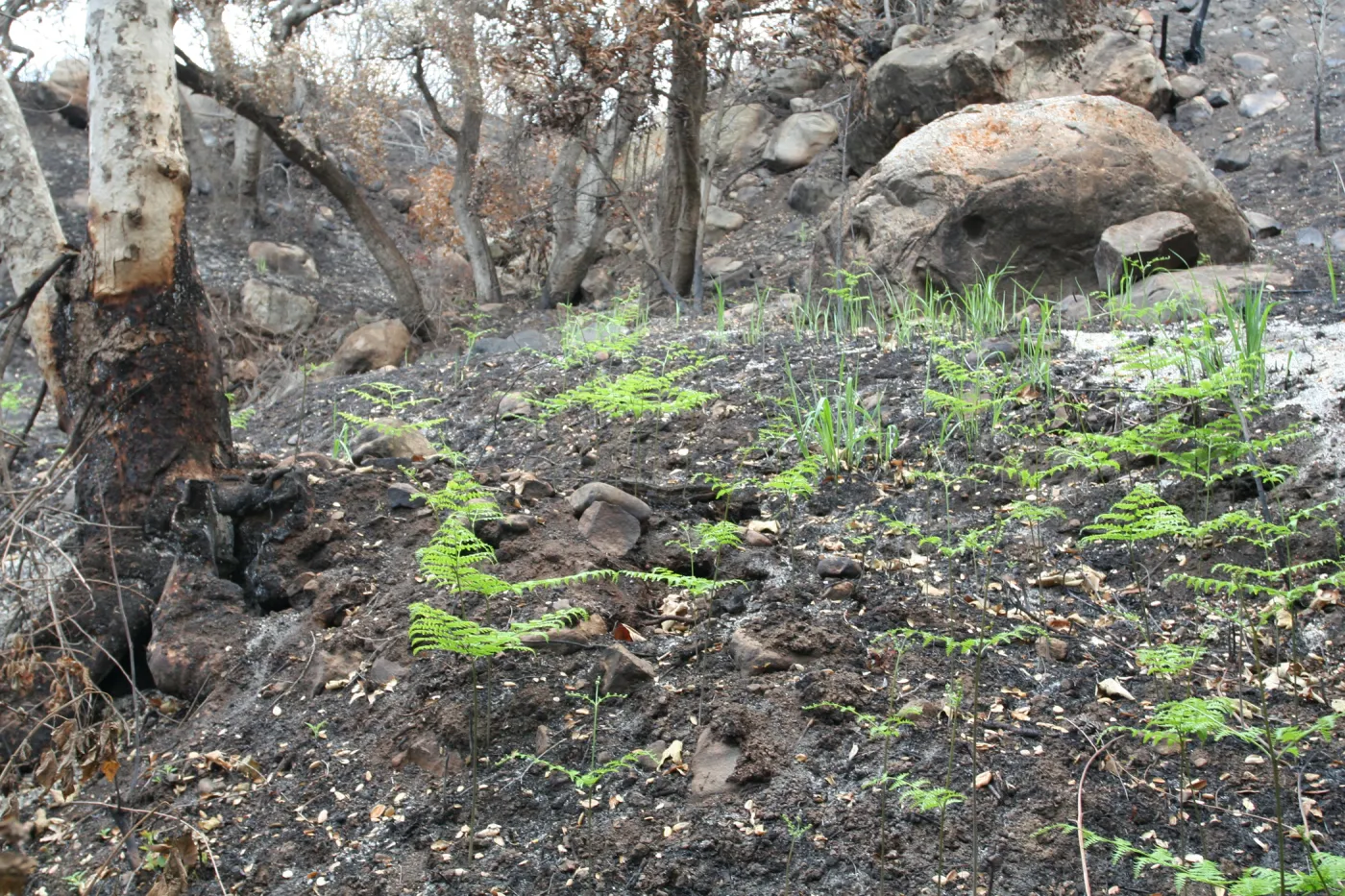 SBBG Fire Walk in the Garden, one month after Jesusita Fire