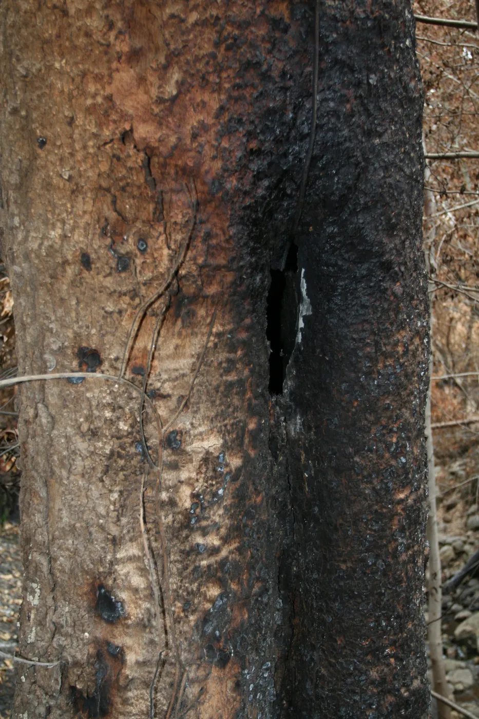 SBBG Fire Walk in the Garden, one month after Jesusita Firefire damaged tree trunk