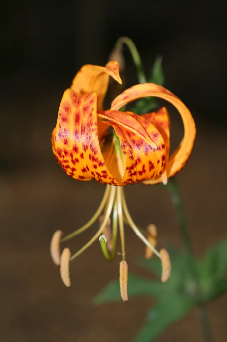 SBBG Fire Walk in the Garden, one month after Jesusita Fire, Lily in bloom