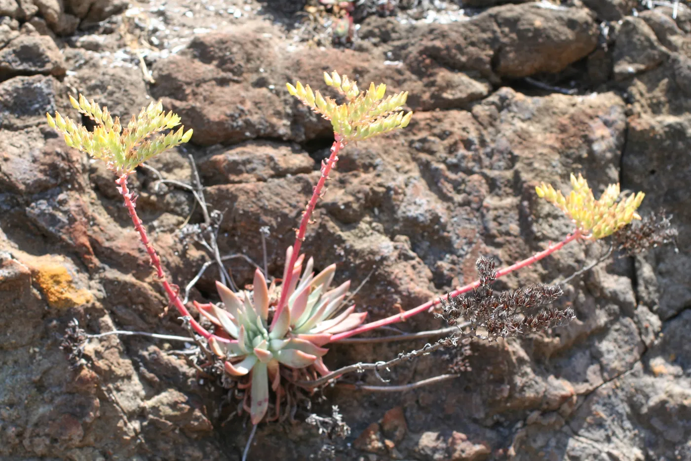 Dudleya, TEAWET, Santa Cruz Island field trip, 2009