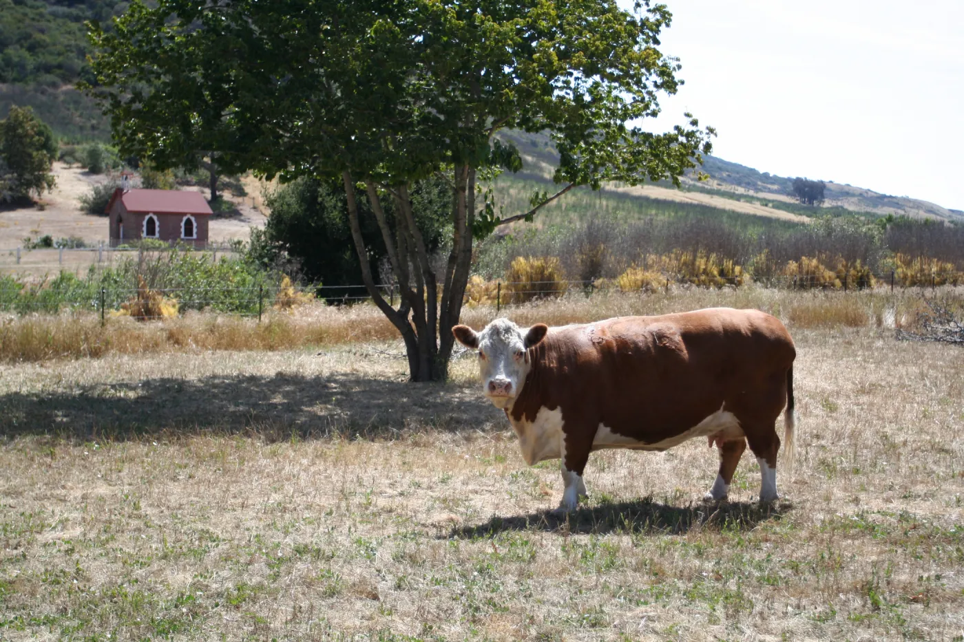 TEAWET, Santa Cruz Island field trip, 2009, cow