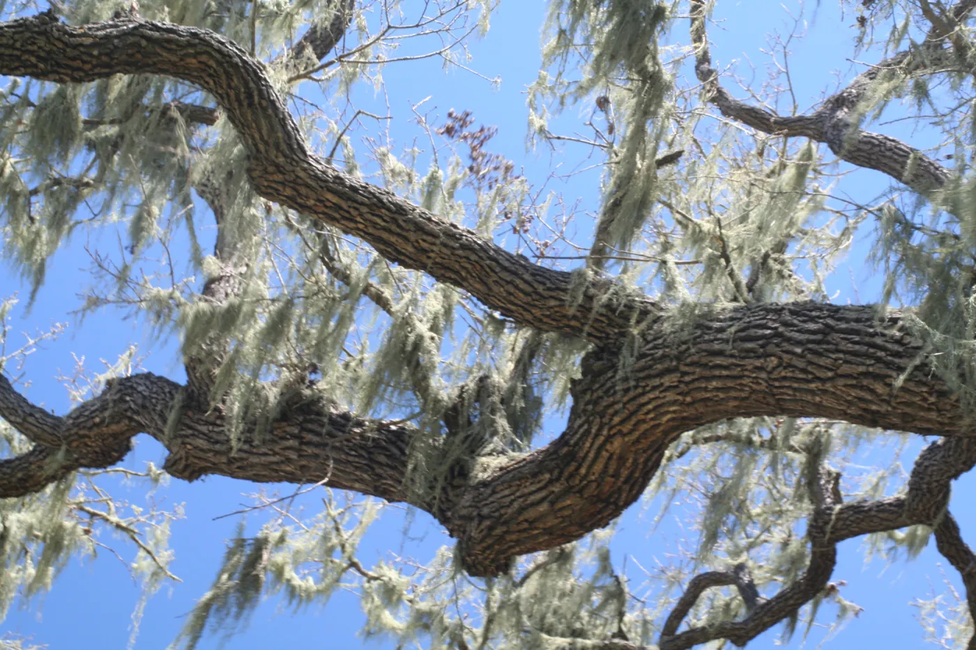 Ramalina in oak, Sedgewick Reserve, SBBG Docent field trip, 2006