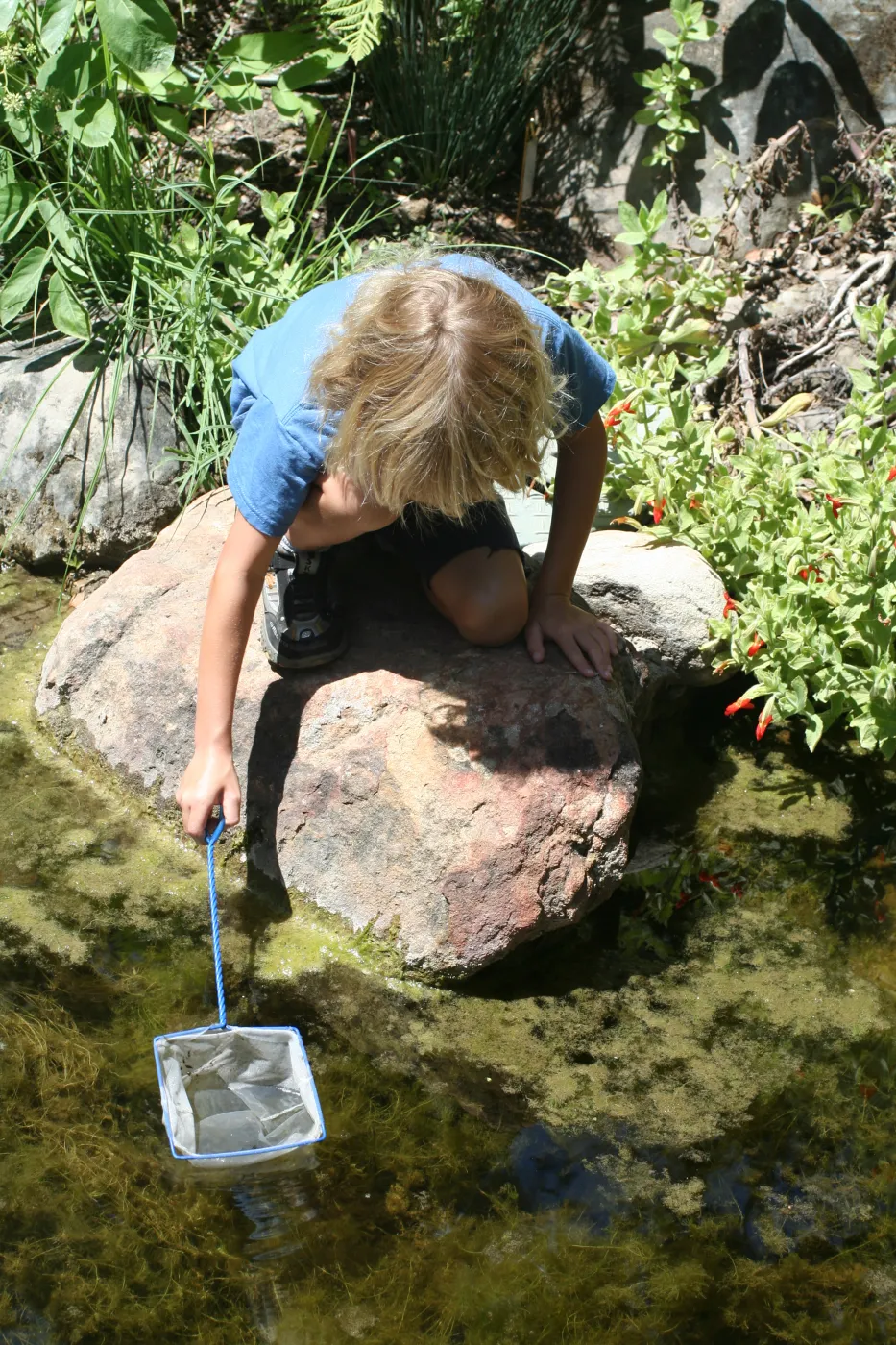 exploring life in the Pond, SBBG Summer Nature Camp, 2006