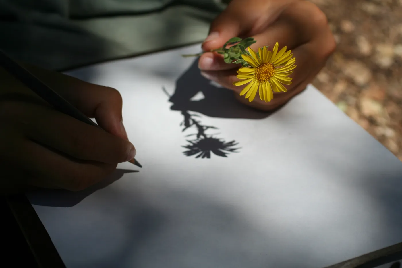 drawing flowers, SBBG Summer Nature Camp, 2006