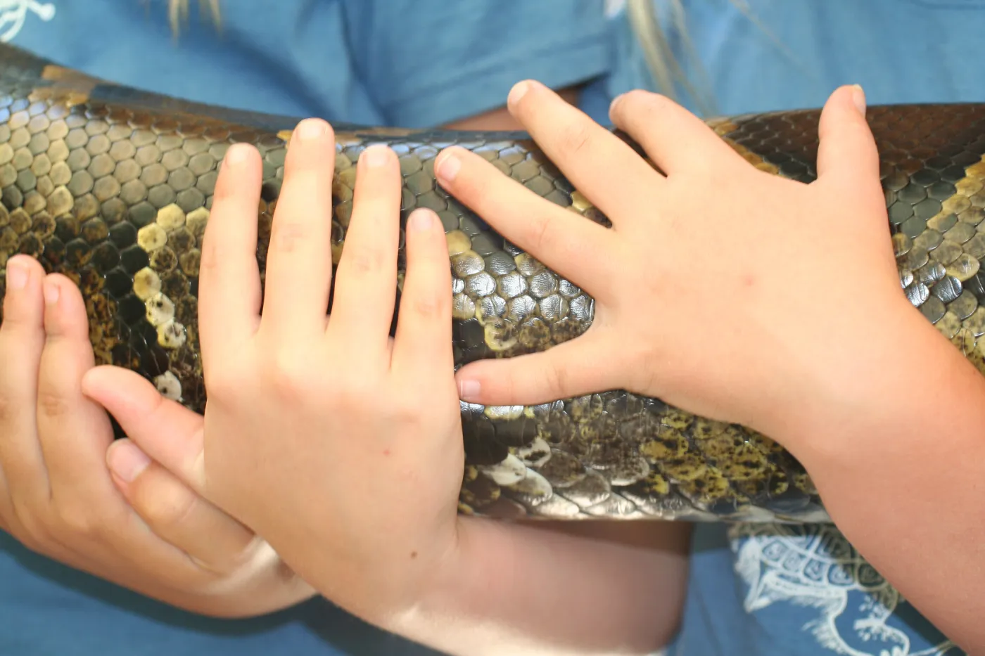 python boa constrictor, SBBG Summer Nature Camp, 2006