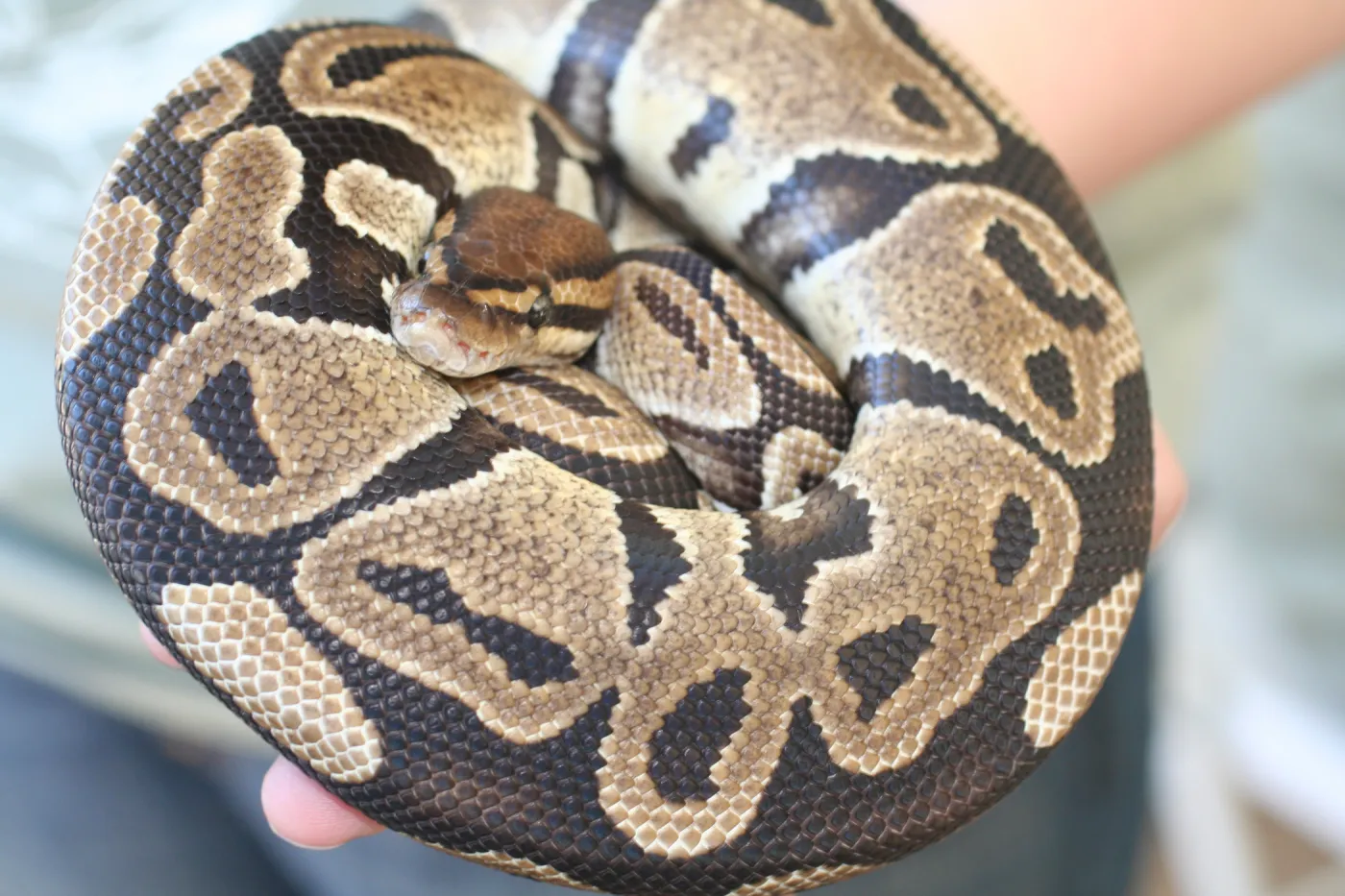 python boa constrictor, SBBG Summer Nature Camp, 2006