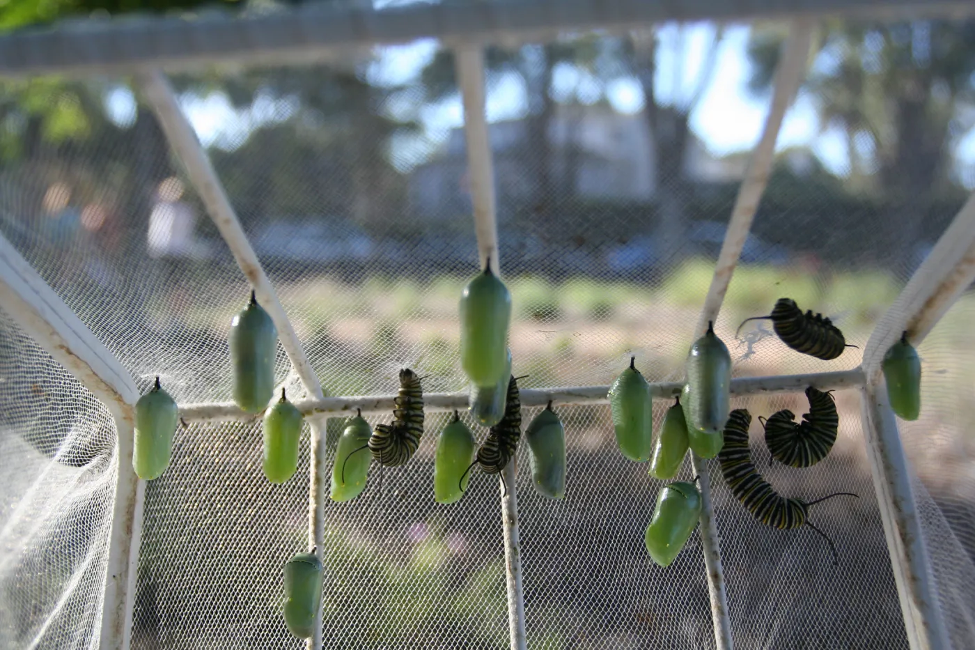 monarch butterfly pupae, SBBG Master Gardener: Butterfly Garden at Alice Keck Park Memorial Garden