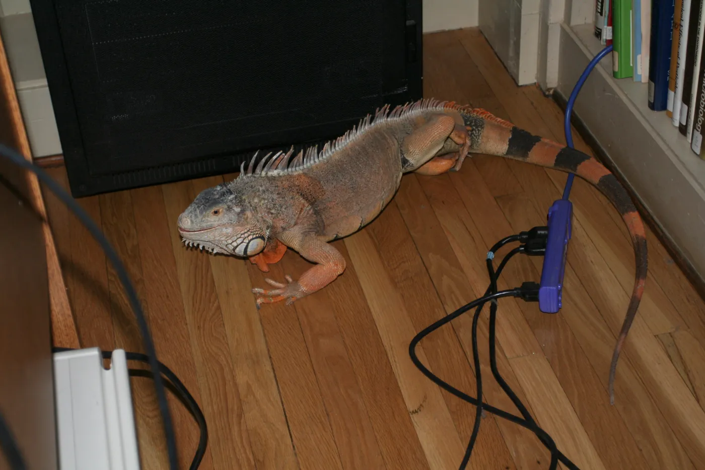 reptiles in the Blaksley Library, SBBG Summer Nature Camp, 2009
