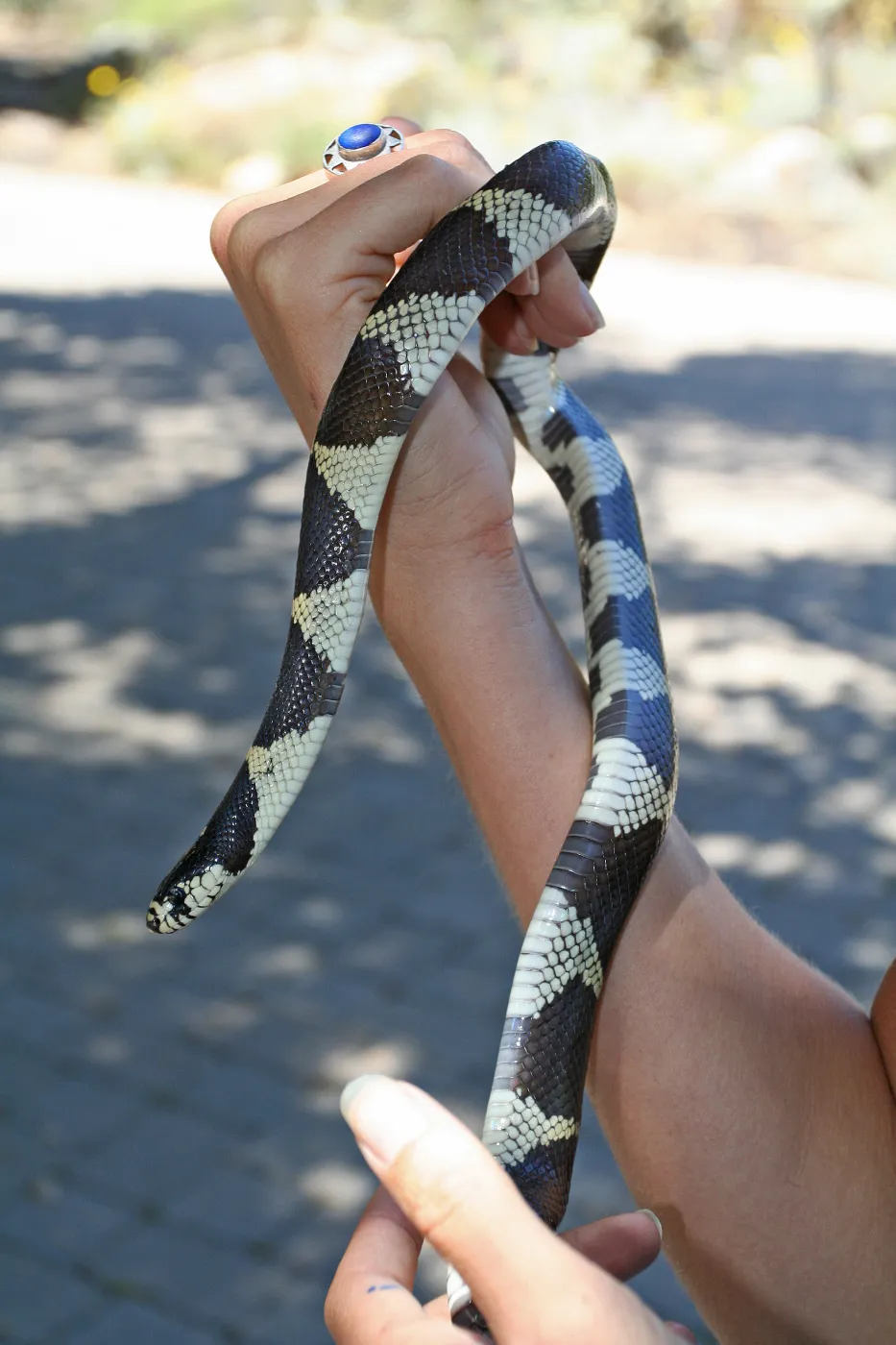 king snake, SBBG Summer Nature Camp, 2009