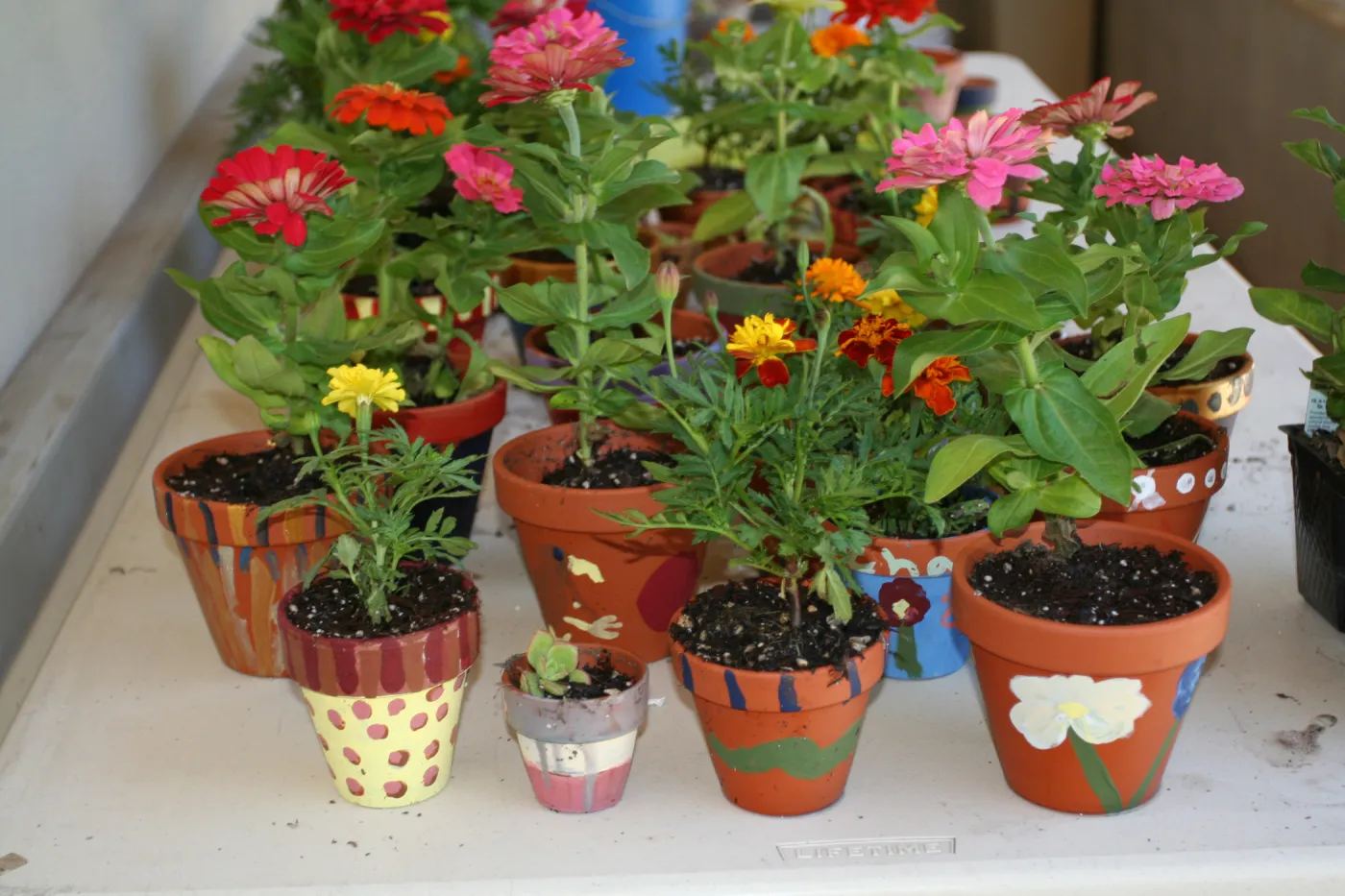 flower pot crafts, potting plants, SBBG Summer Nature Camp, 2009