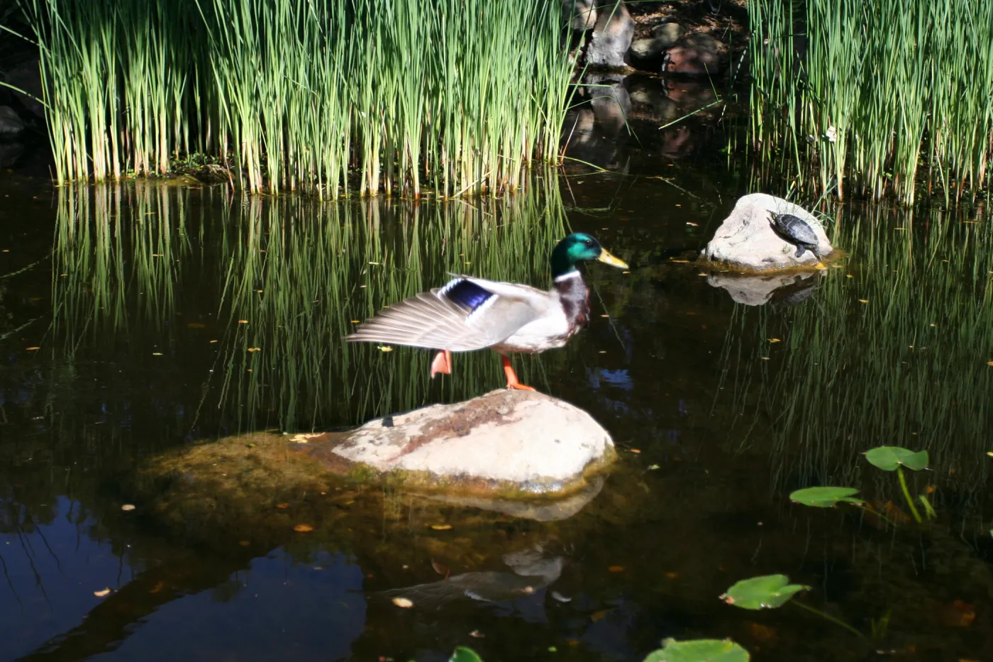 drake, mallard duck, SBBG Meadow Pond