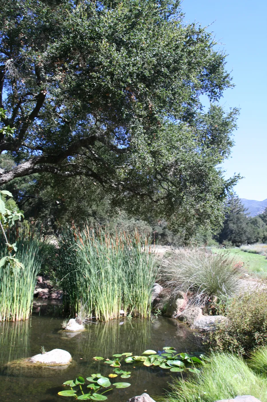 SBBG Meadow Pond