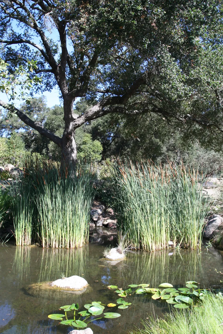 SBBG Meadow Pond