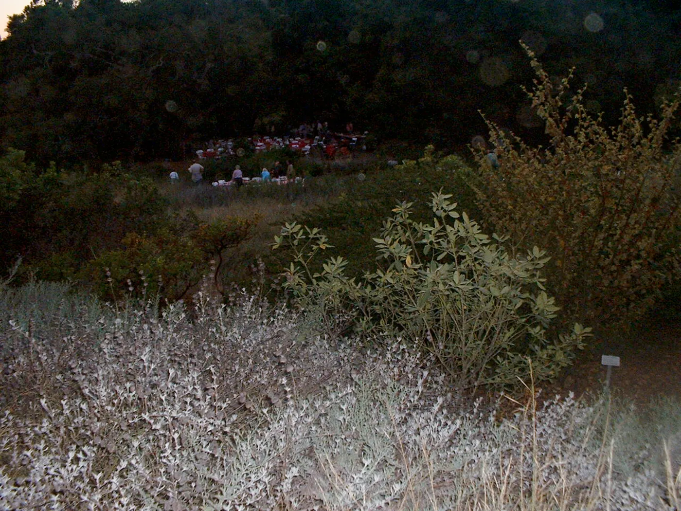 Great Garden Nature Night, SBBG, 2003
