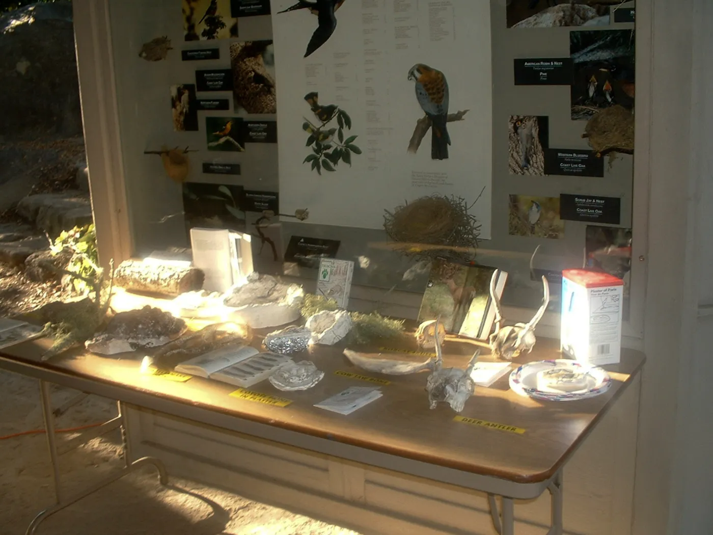 interpretive display tables in the Information Kiosk, Great Garden Nature Night, SBBG, 2003