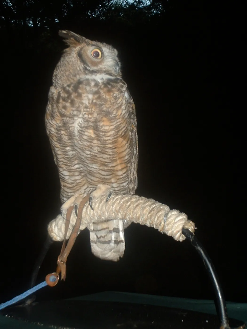 owl, Great Garden Nature Night, SBBG, 2003