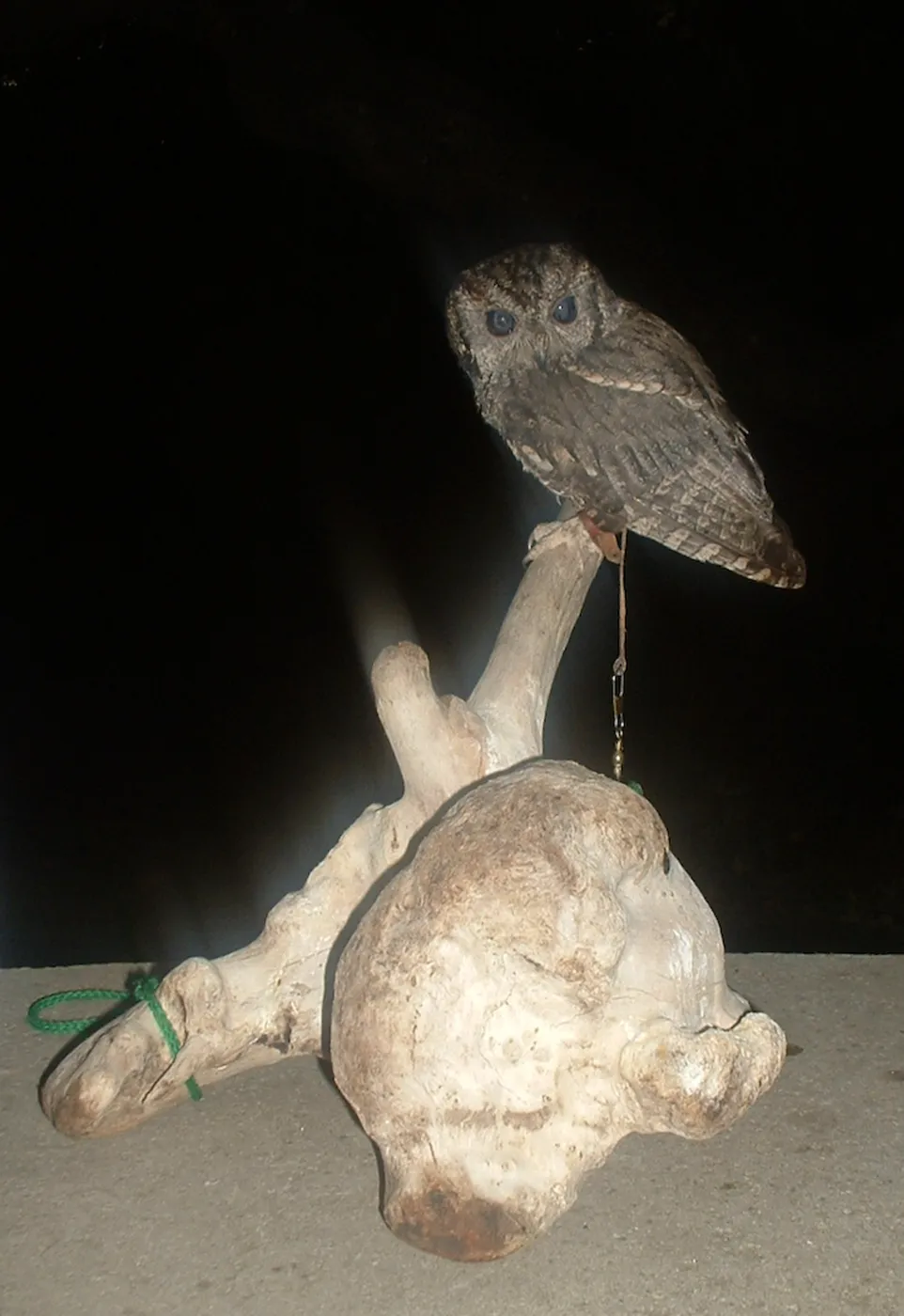 owl, Great Garden Nature Night, SBBG, 2003