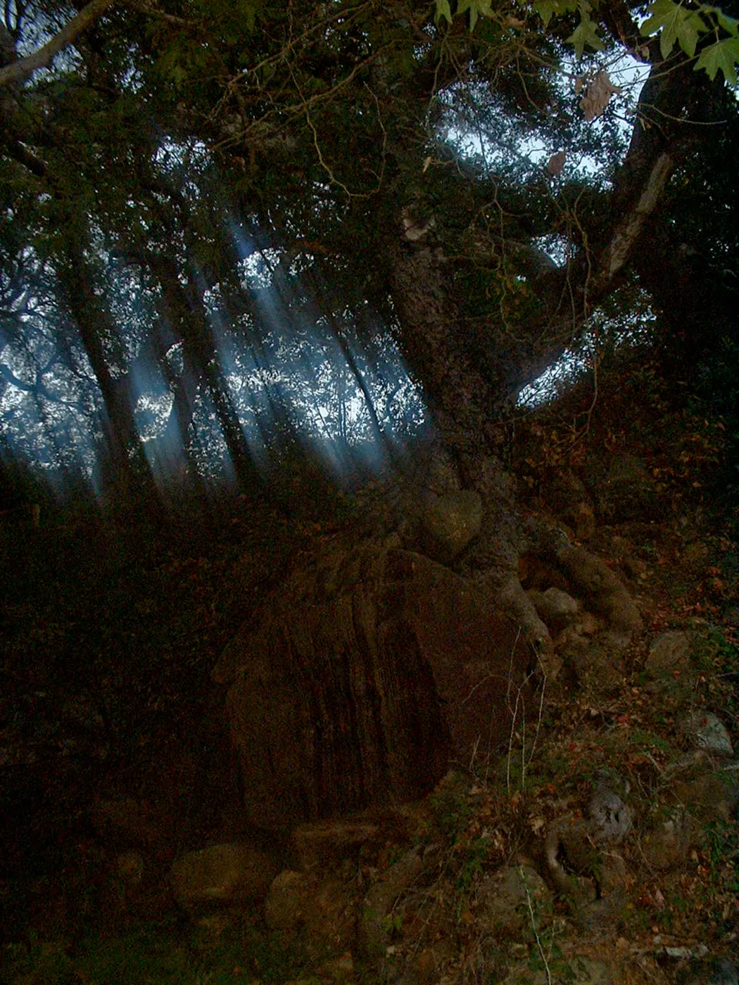 night shot, Great Garden Nature Night, SBBG, 2003