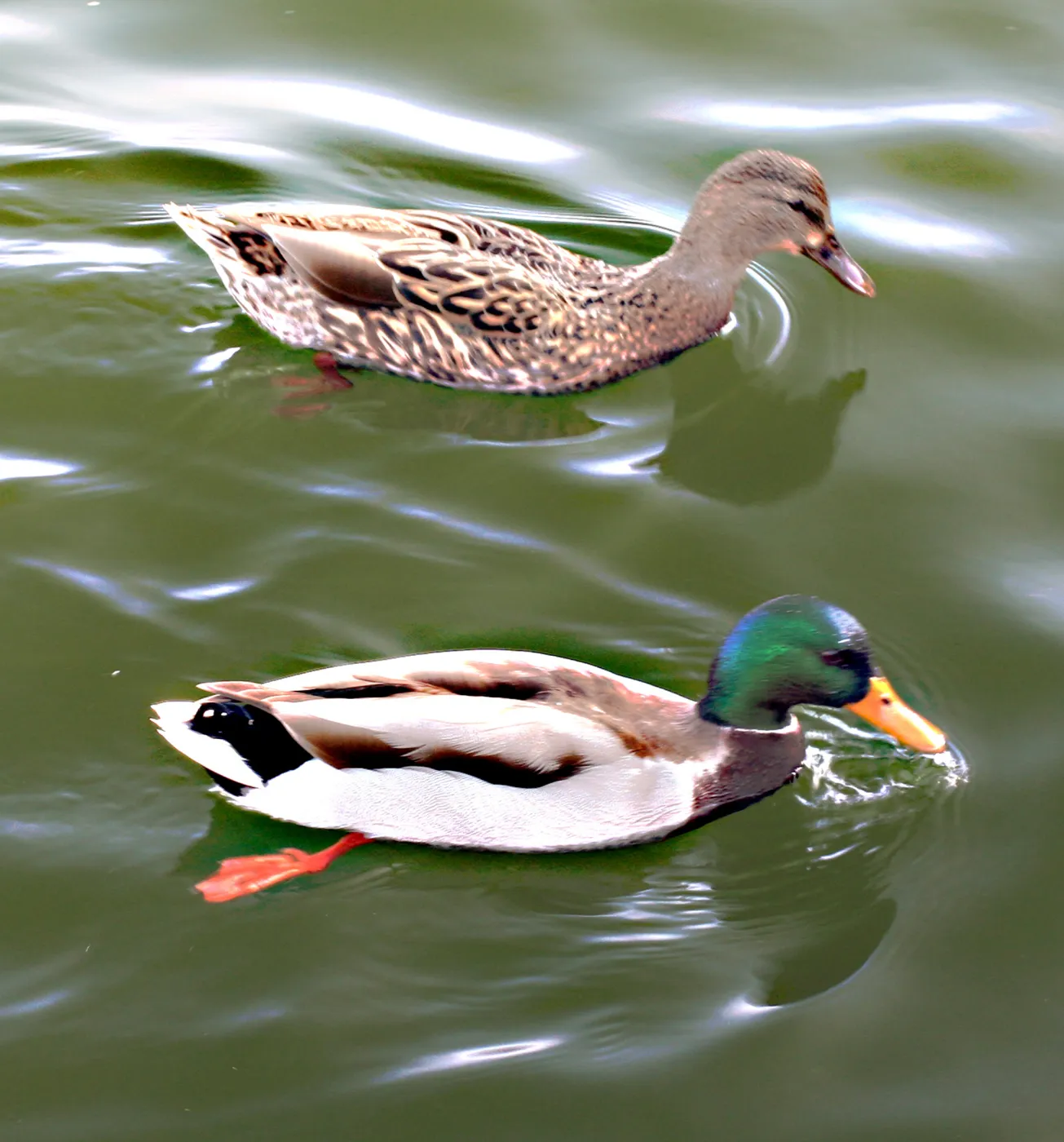 pair of mallard ducks, Lake Casitas, SBBG education tours, 2005-2006